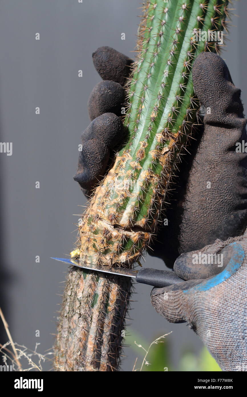 Vista ravvicinata di rotture di cactus che viene tagliato dal principale impianto per essere trasferiti in un altro vaso Foto Stock