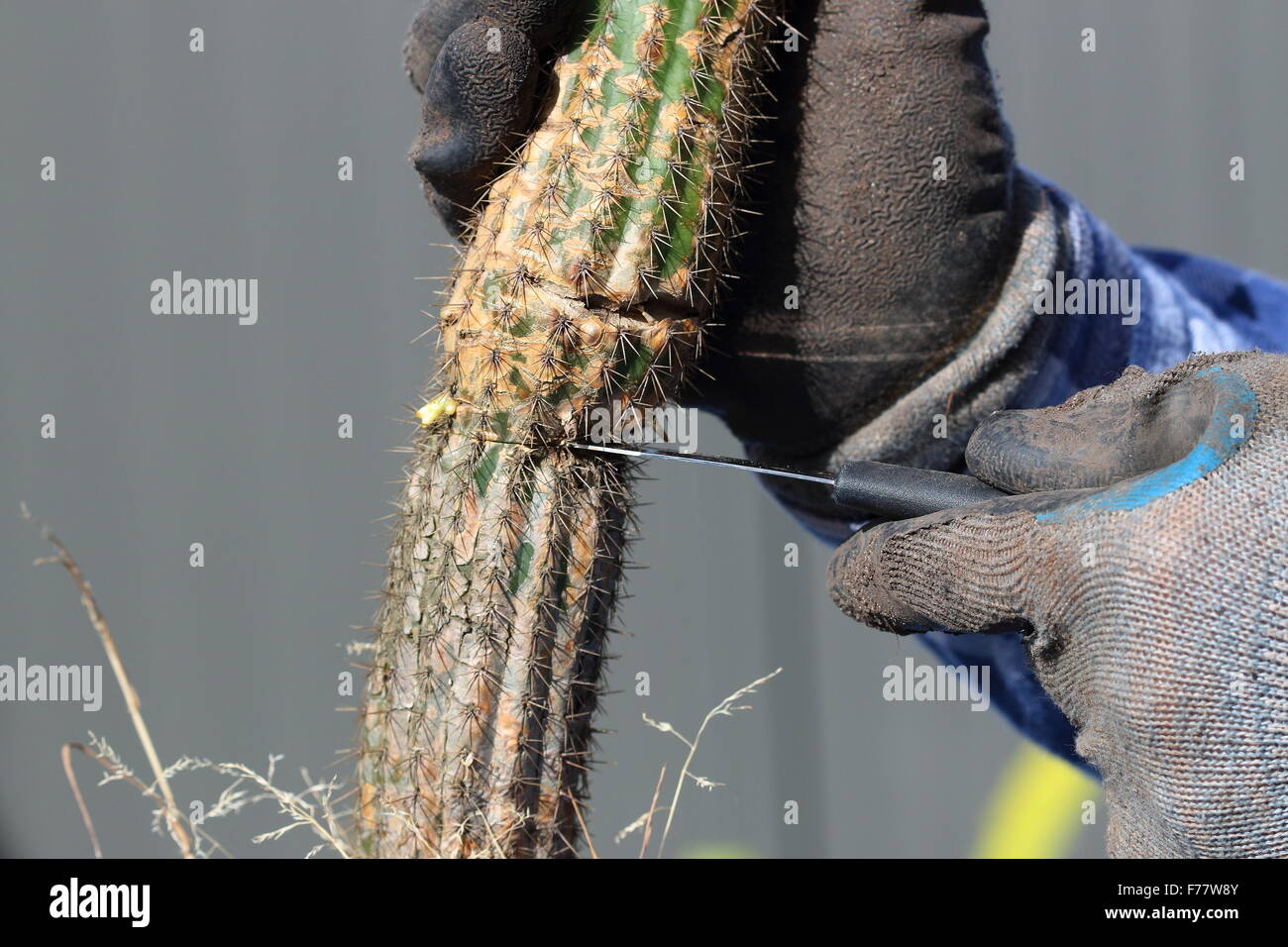Vista ravvicinata della rotta (Echinopsis Trichocereus) spachia cactus che viene tagliato dal principale impianto per essere trasferiti in un altro vaso Foto Stock