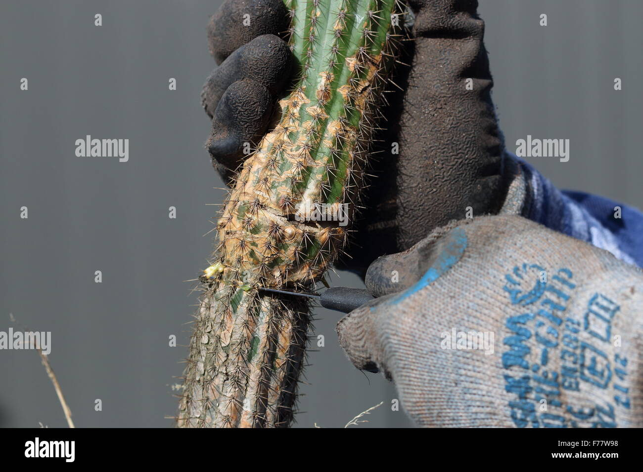 Vista ravvicinata di rotture di cactus (Echinopsis Trichocereus) spachia essendo tagliato dallo stabilimento principale per essere trasferiti in un altro vaso Foto Stock