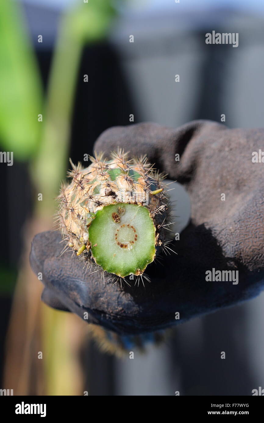 Stretta di mano tenere appena tagliato il cactus Foto Stock