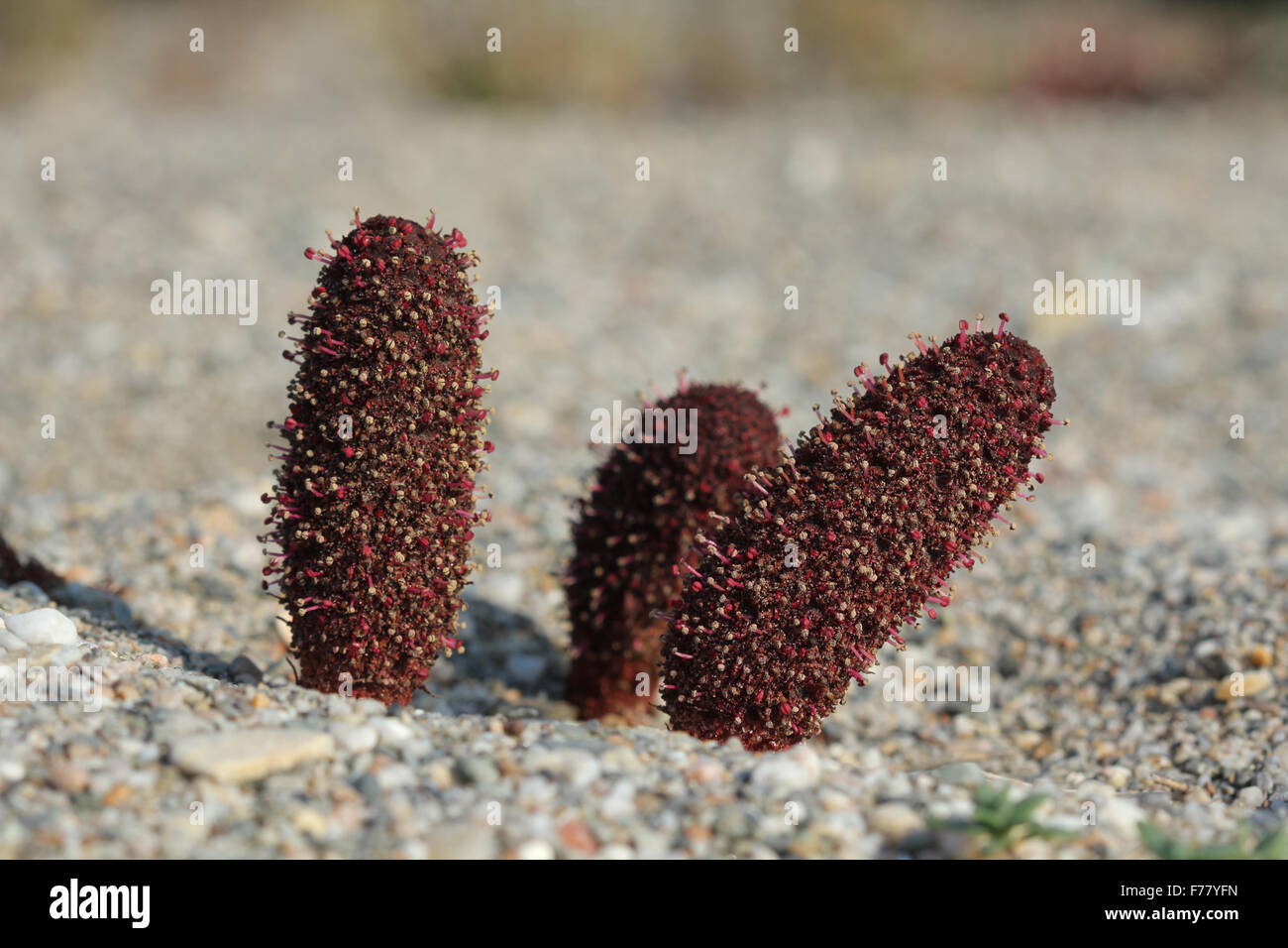 Fioritura di funghi Maltese piante (Cynomorium coccineum) in Punta Entinas-Sabinar riserva naturale Foto Stock