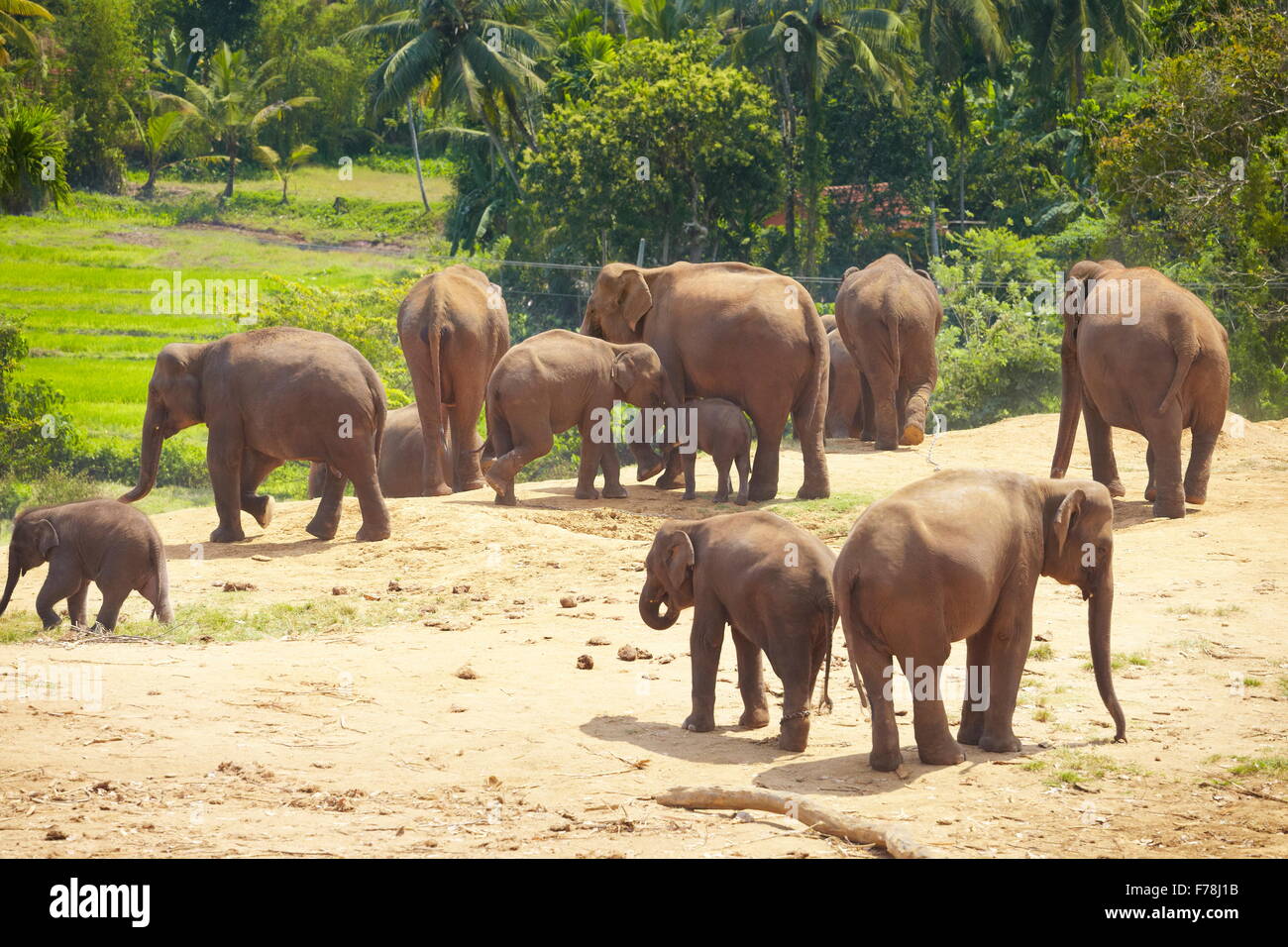 Orfanotrofio degli Elefanti di Pinnawela per wild elefanti asiatici, Sri Lanka Foto Stock