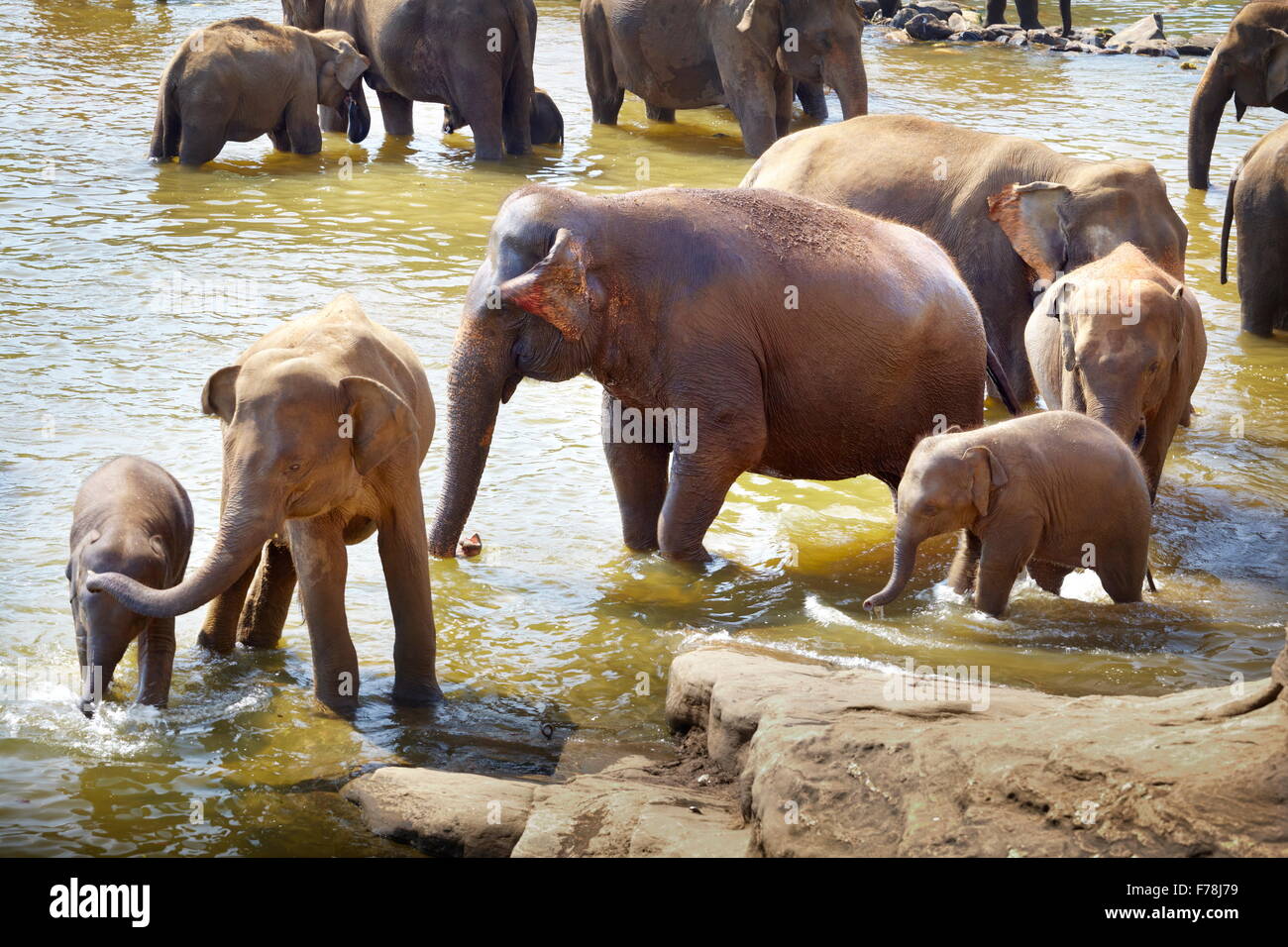 Gli elefanti nel bagno - Orfanotrofio degli Elefanti di Pinnawela per wild elefanti asiatici, Sri Lanka Foto Stock