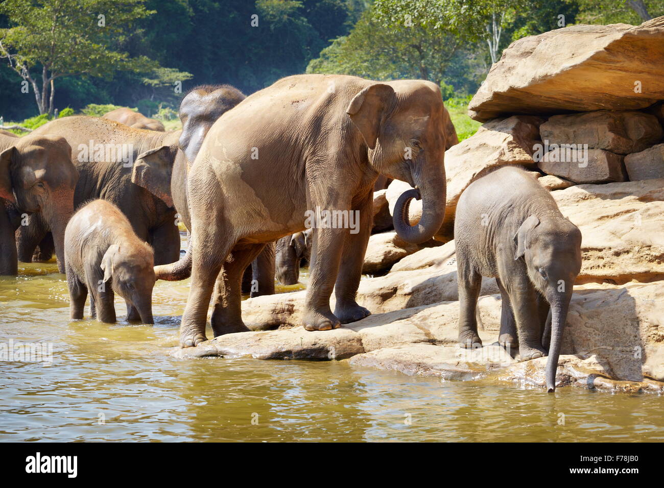 Sri Lanka - Orfanotrofio degli Elefanti di Pinnawela per wild elefanti asiatici Foto Stock