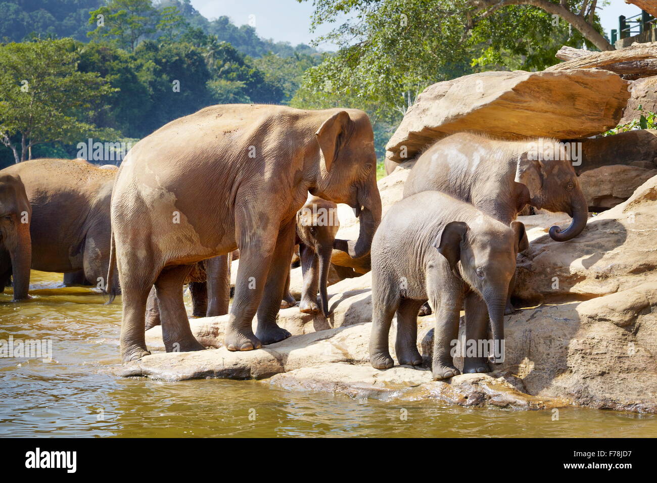 Sri Lanka - elefanti nel bagno, Orfanotrofio degli Elefanti di Pinnawela per wild elefanti asiatici Foto Stock