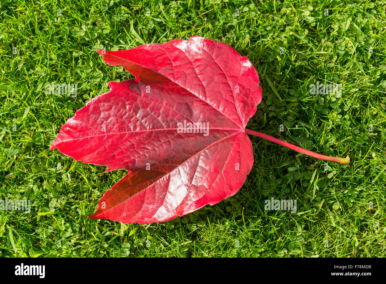 Autumn Leaf su erba verde, puro, Wiltshire, Inghilterra, Regno Unito Foto Stock