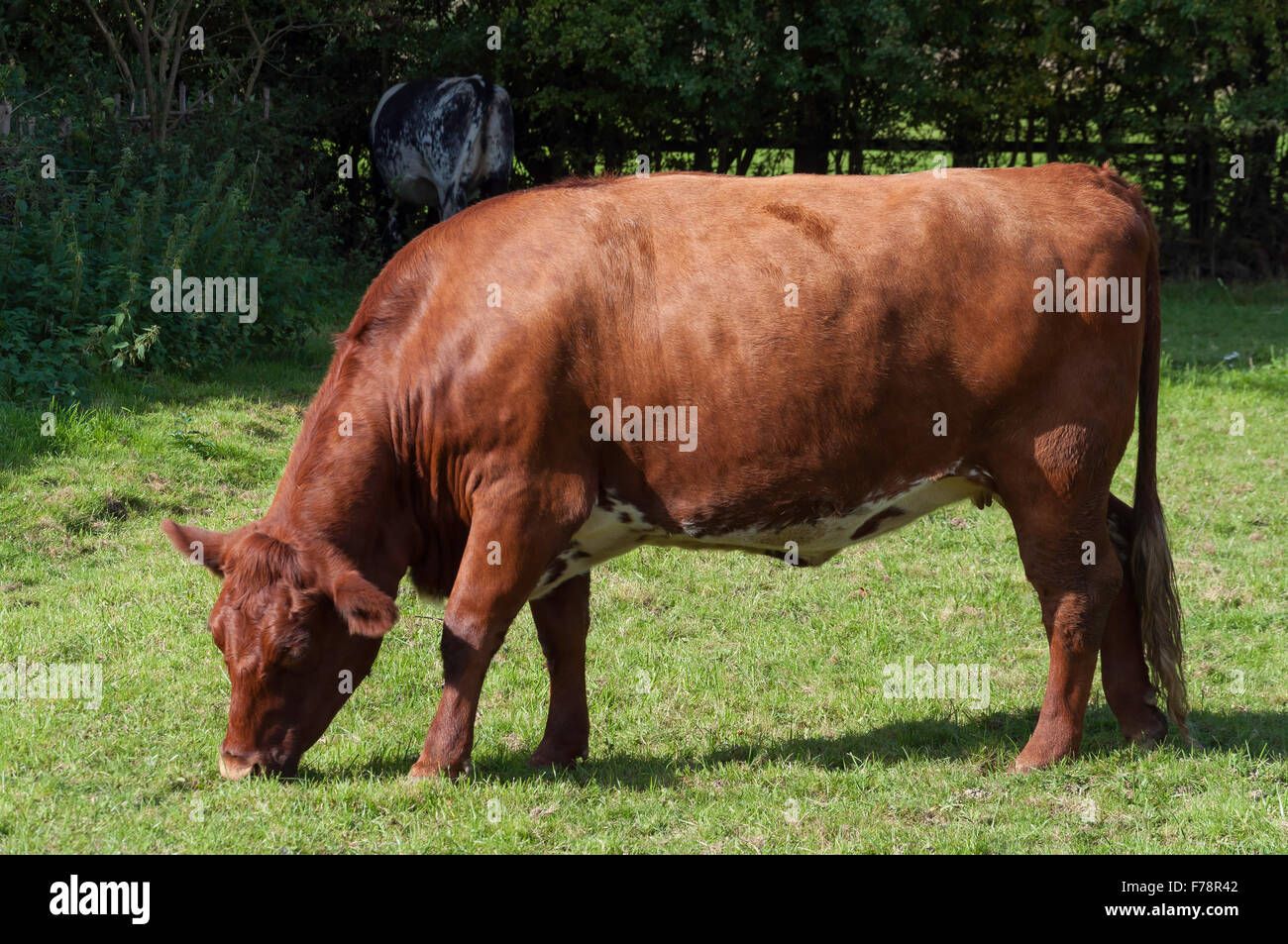 Vacca bovina pascolare nel campo, Chiltern Open Air Museum, Chalfont St Giles Buckinghamshire, Inghilterra, Regno Unito Foto Stock