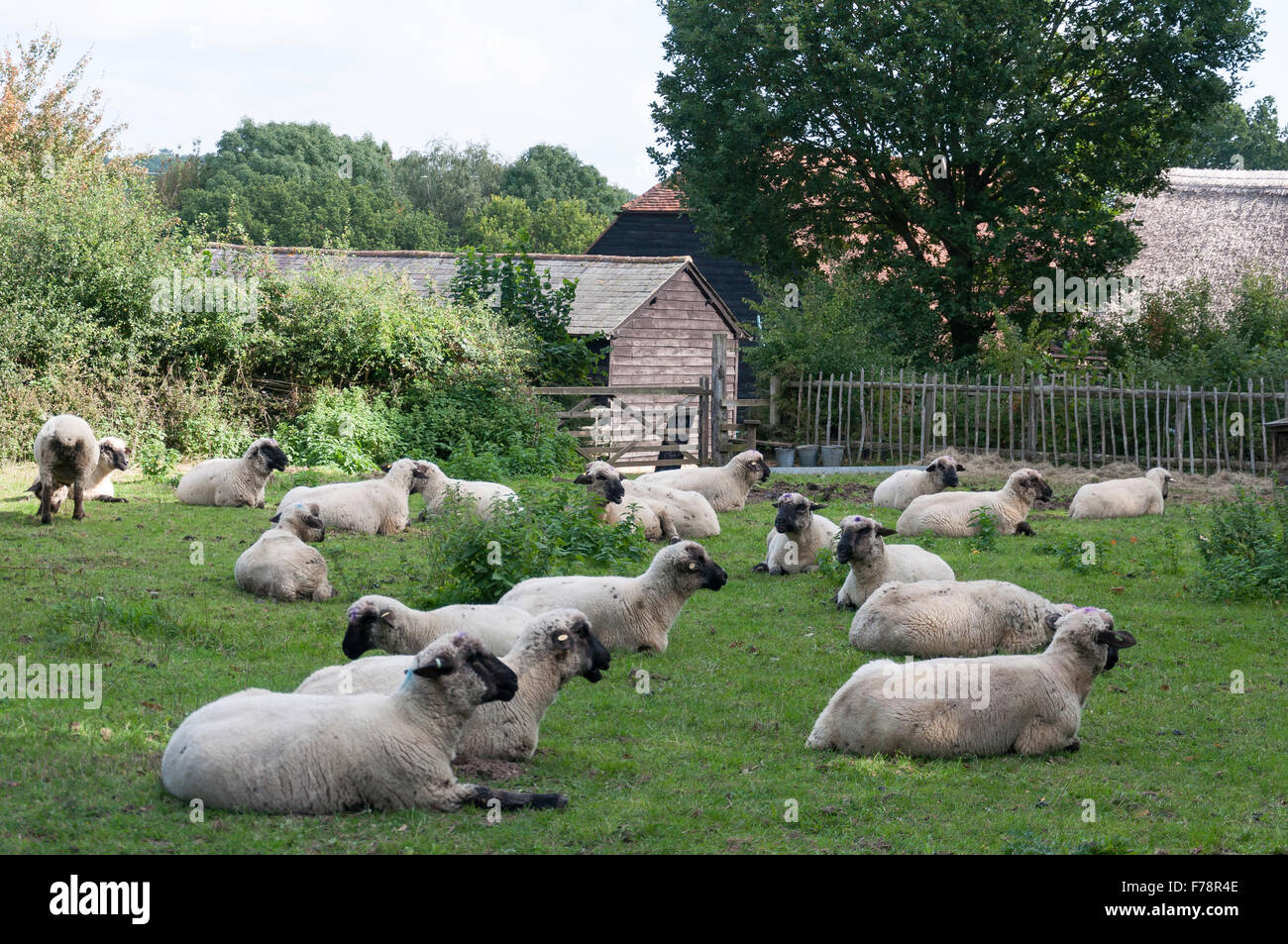 Pecore in campo, Chiltern Open Air Museum, Chalfont St Giles Buckinghamshire, Inghilterra, Regno Unito Foto Stock