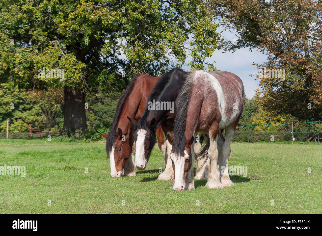 Progetto di cavalli pascolano in campo, Chiltern Open Air Museum, Chalfont St Giles Buckinghamshire, Inghilterra, Regno Unito Foto Stock