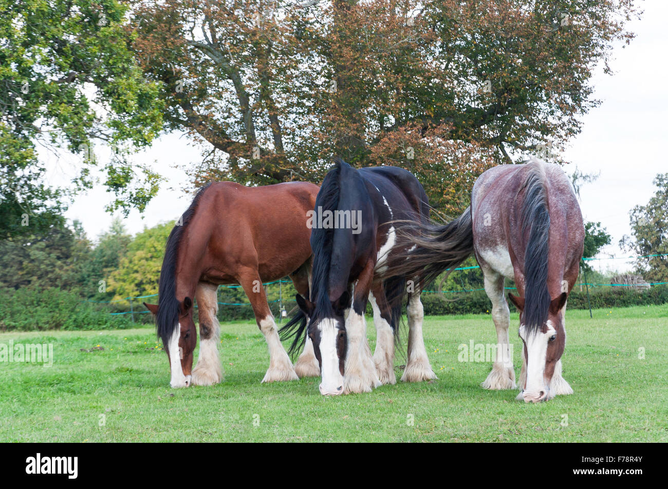 Progetto di cavalli pascolano in campo, Chiltern Open Air Museum, Chalfont St Giles Buckinghamshire, Inghilterra, Regno Unito Foto Stock