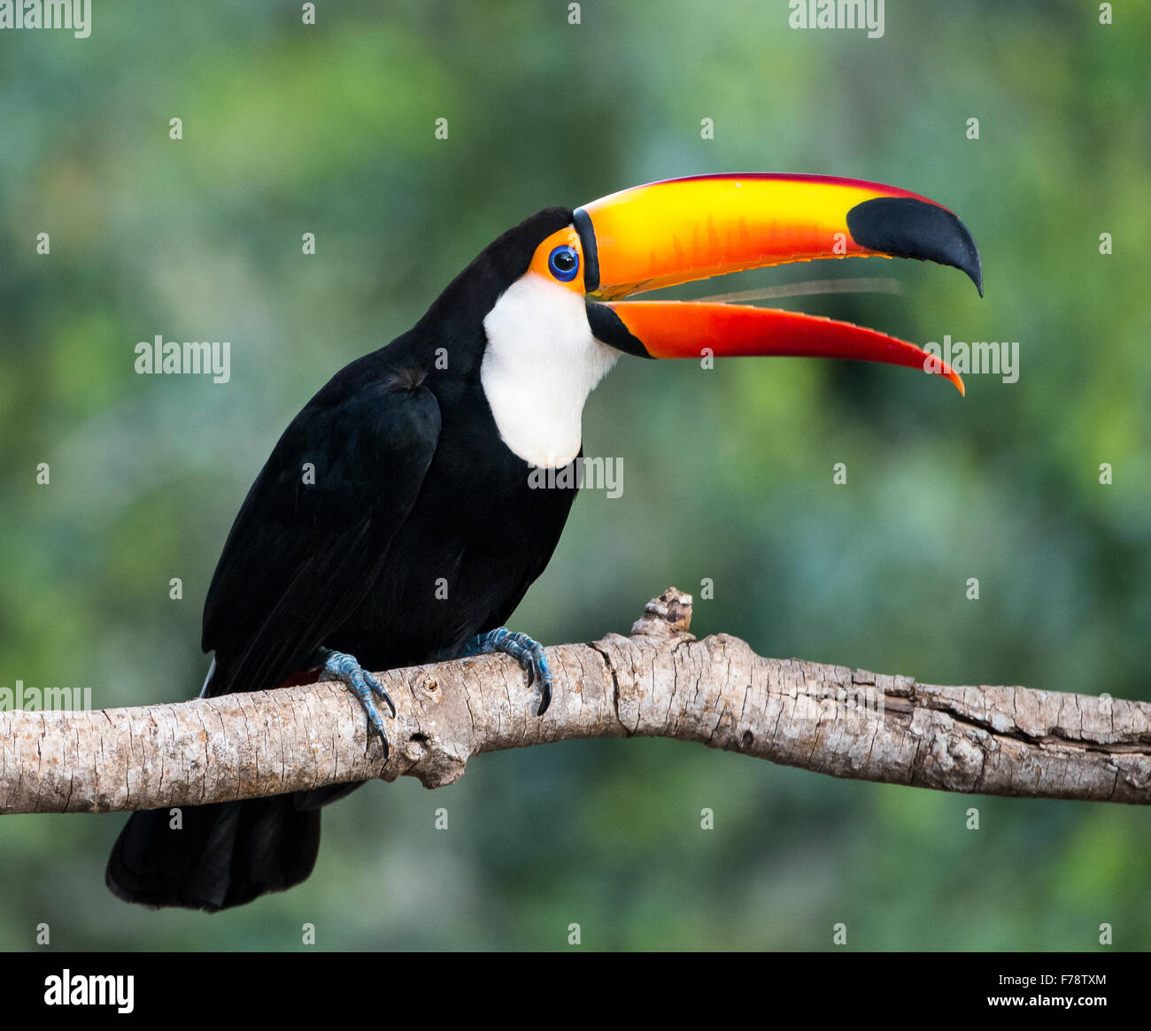 Trasduttore Toco Toucan (Ramphastos toco) waggling timone Foto Stock