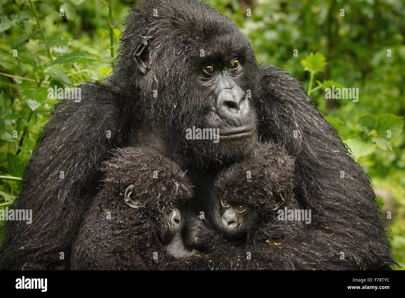 Close up Gorilla di Montagna (Gorilla beringei beringei) Twin Neonati Foto Stock