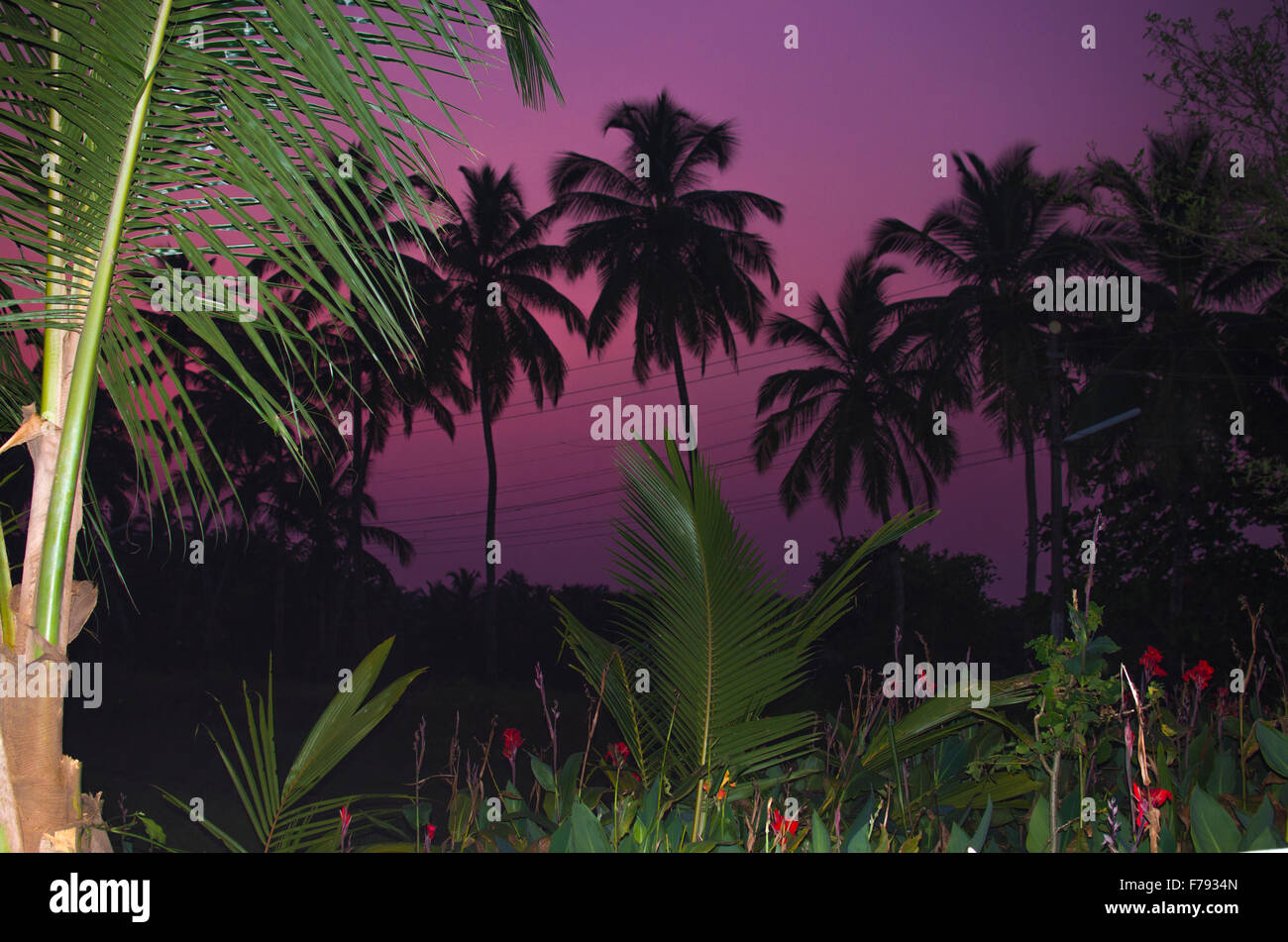 Paesaggio tropicale di notte Foto Stock