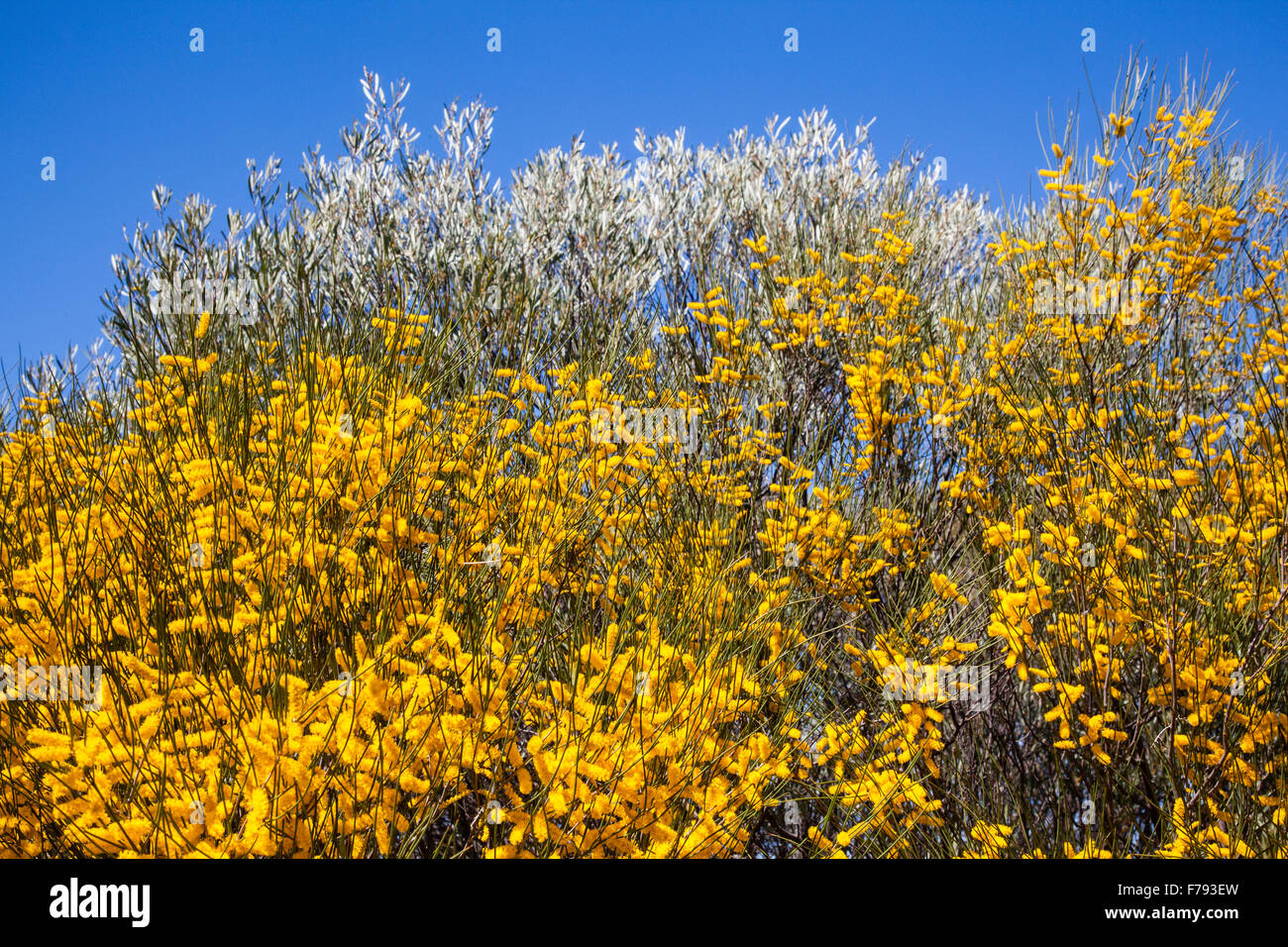 Australia, Australia occidentale, Mid West, Distretto di Murchison, Spiked arbusto di bargiglio, Acacia multispicata vicino Mullewa Foto Stock