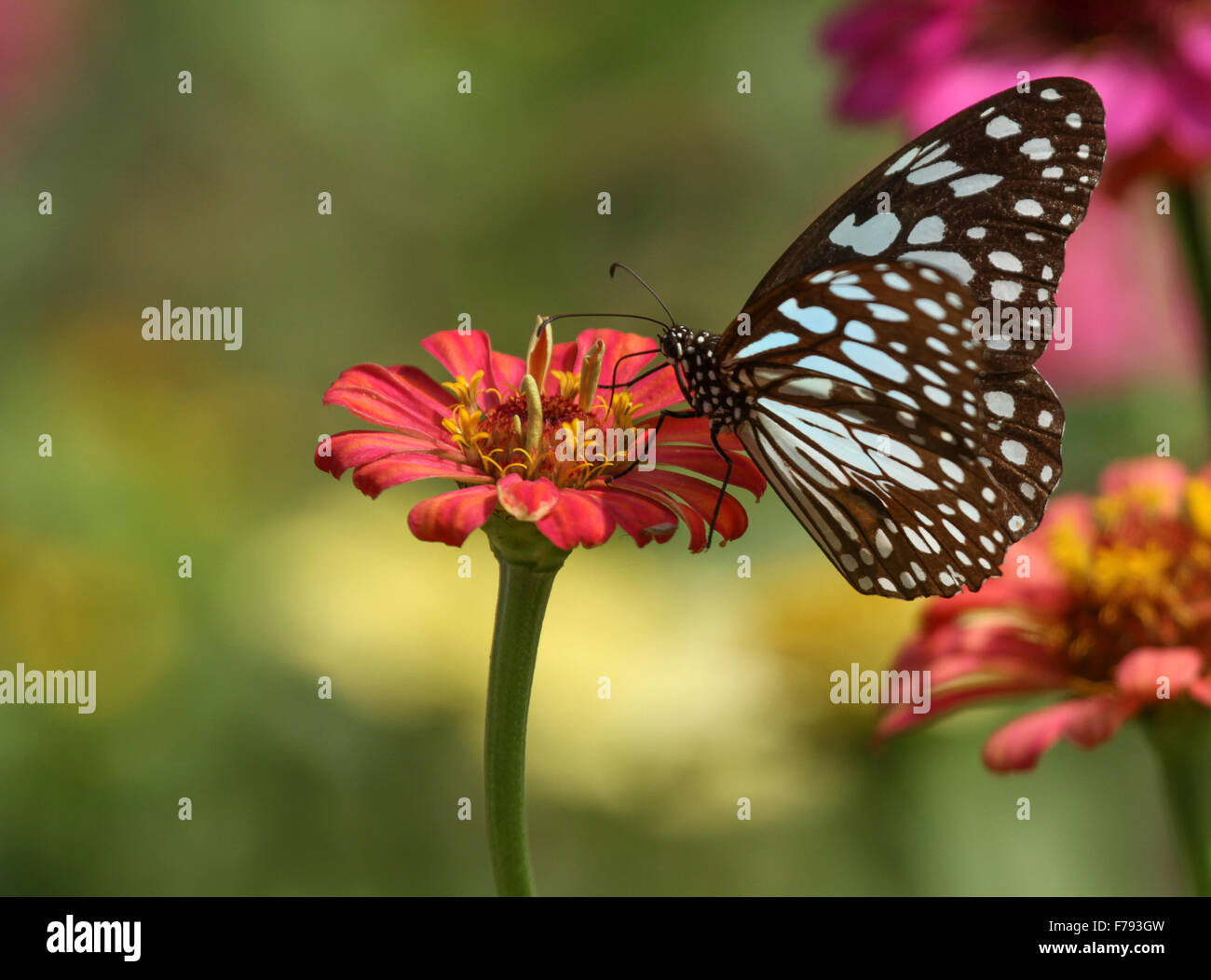 Farfalle blu pallido Tiger su fiore Foto Stock