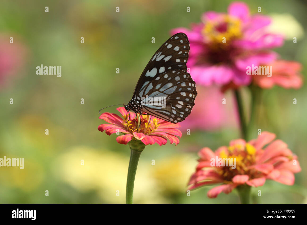 Farfalle blu pallido Tiger su fiore Foto Stock