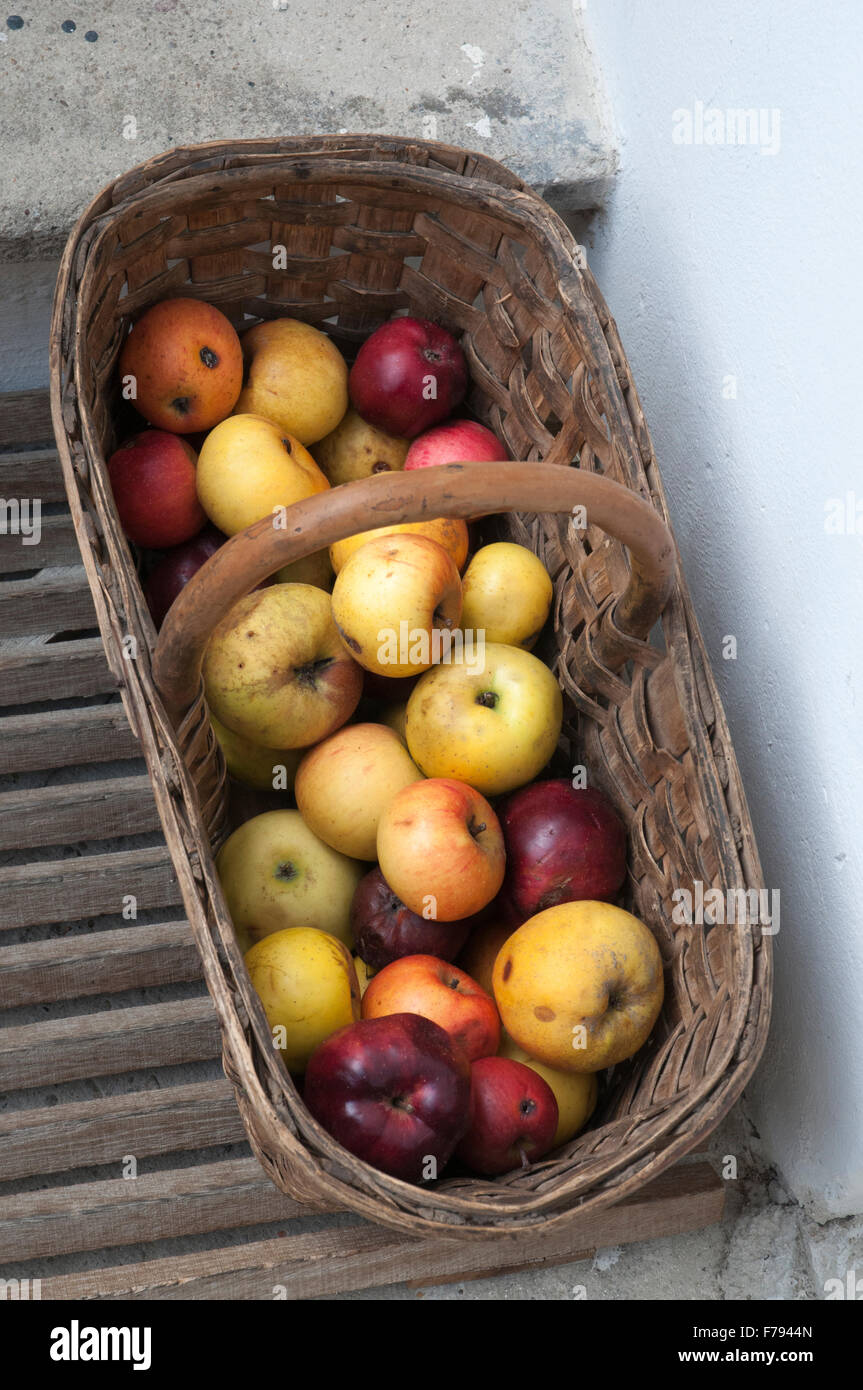 Cesto di mele a Krems a.d. Donau sul Danubio, Austria Foto Stock