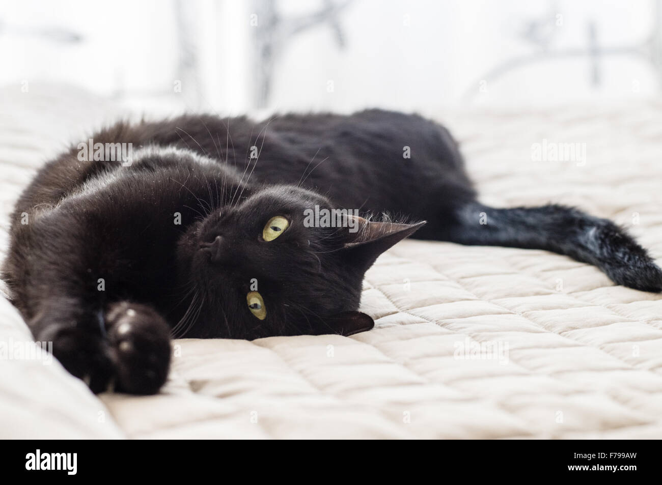 Giocoso cat con i capelli neri giacente sul letto Foto Stock