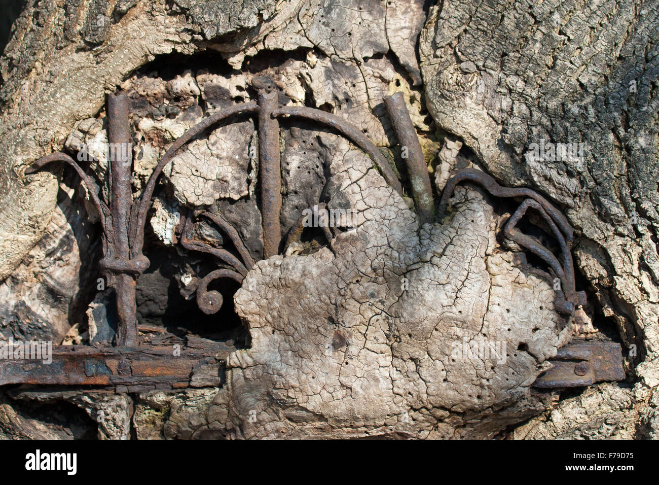 Vecchia recinzione in ferro radicata nella struttura ad albero Foto Stock