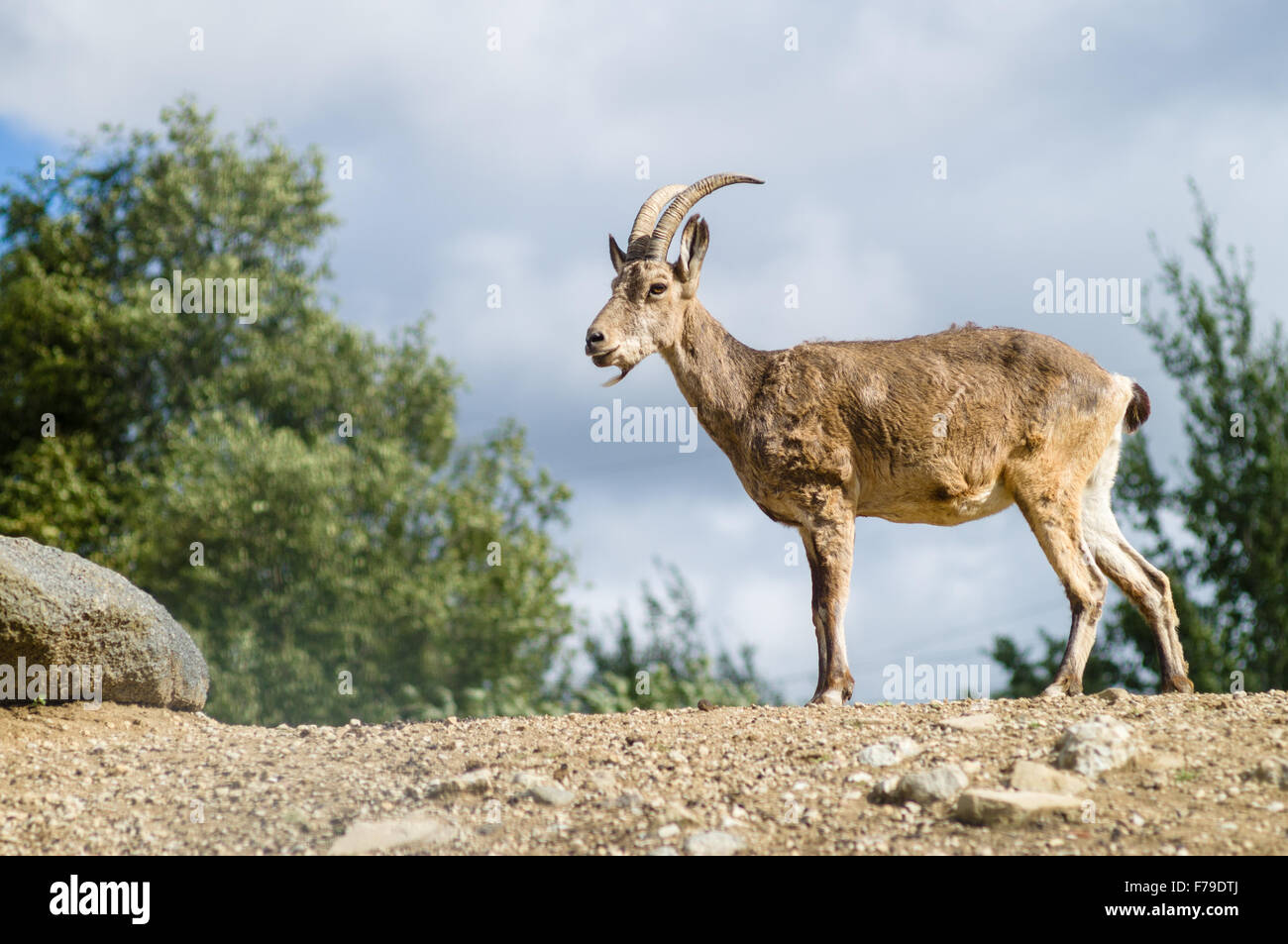 Giovane Montagna di capra o di West Caucasian tur (Capra caucasica) Foto Stock