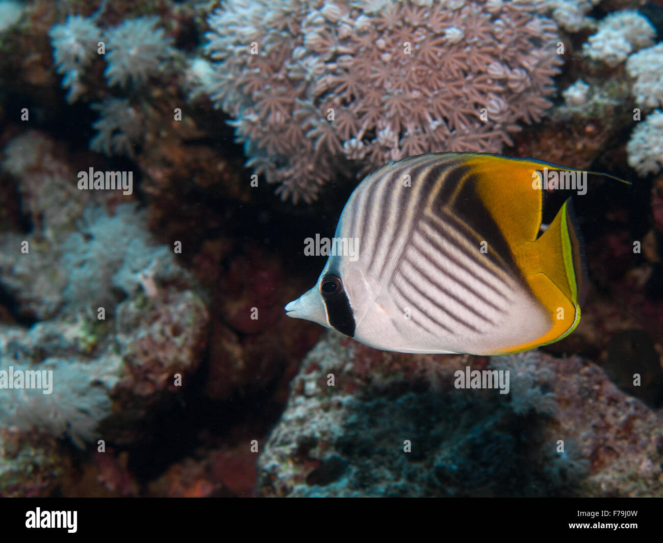 Threadfin butterflyfish, Chaetodon auriga, Chaetodontidae, Mar Rosso, Sharm el Sheikh, Mar Rosso, Egitto Foto Stock