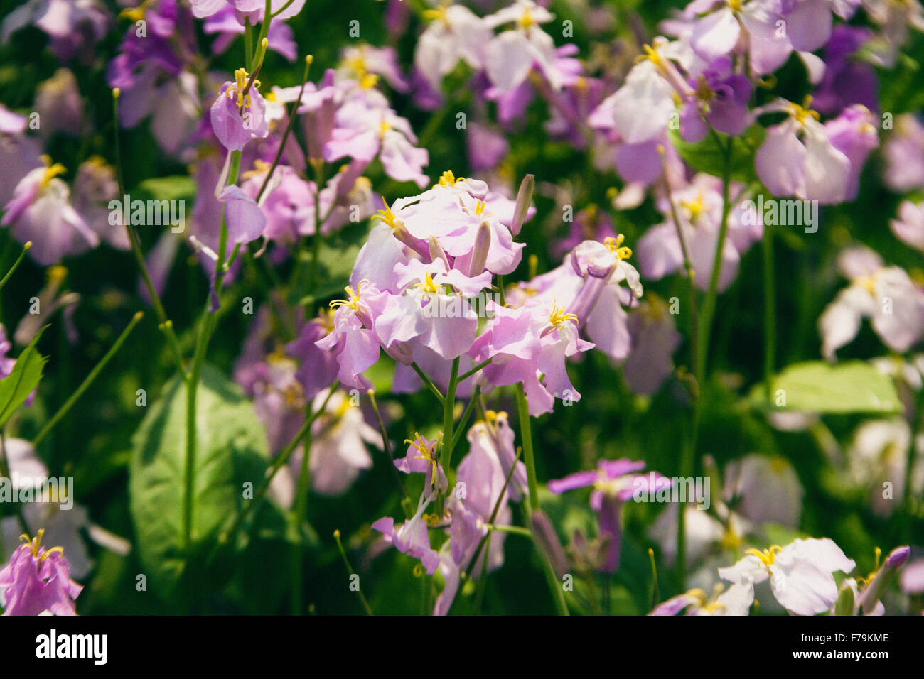 In prossimità di molte carino fiore nei campi. Foto Stock