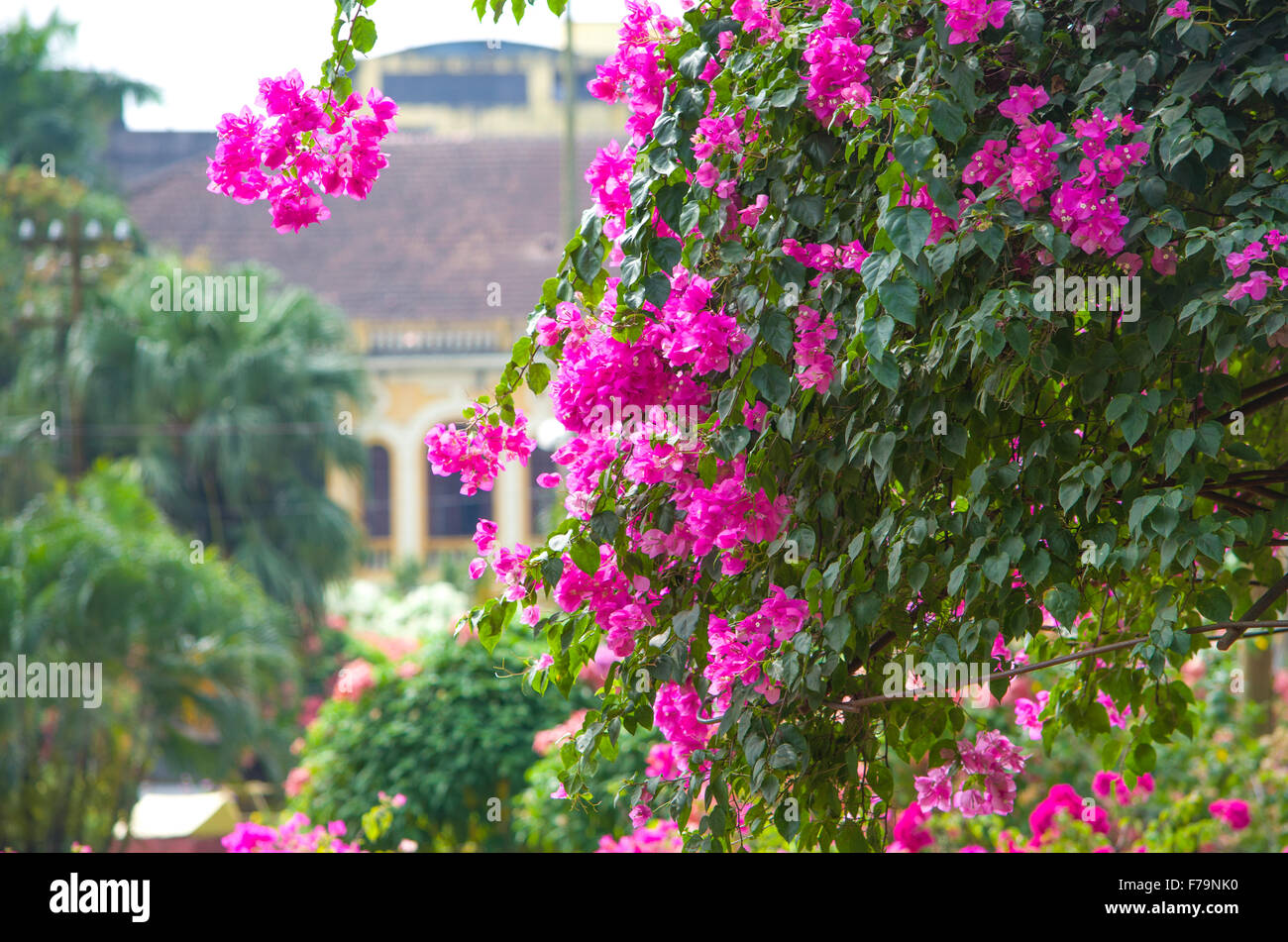 Bellissimo giardino paesaggistico della fioritura, tropici Foto Stock