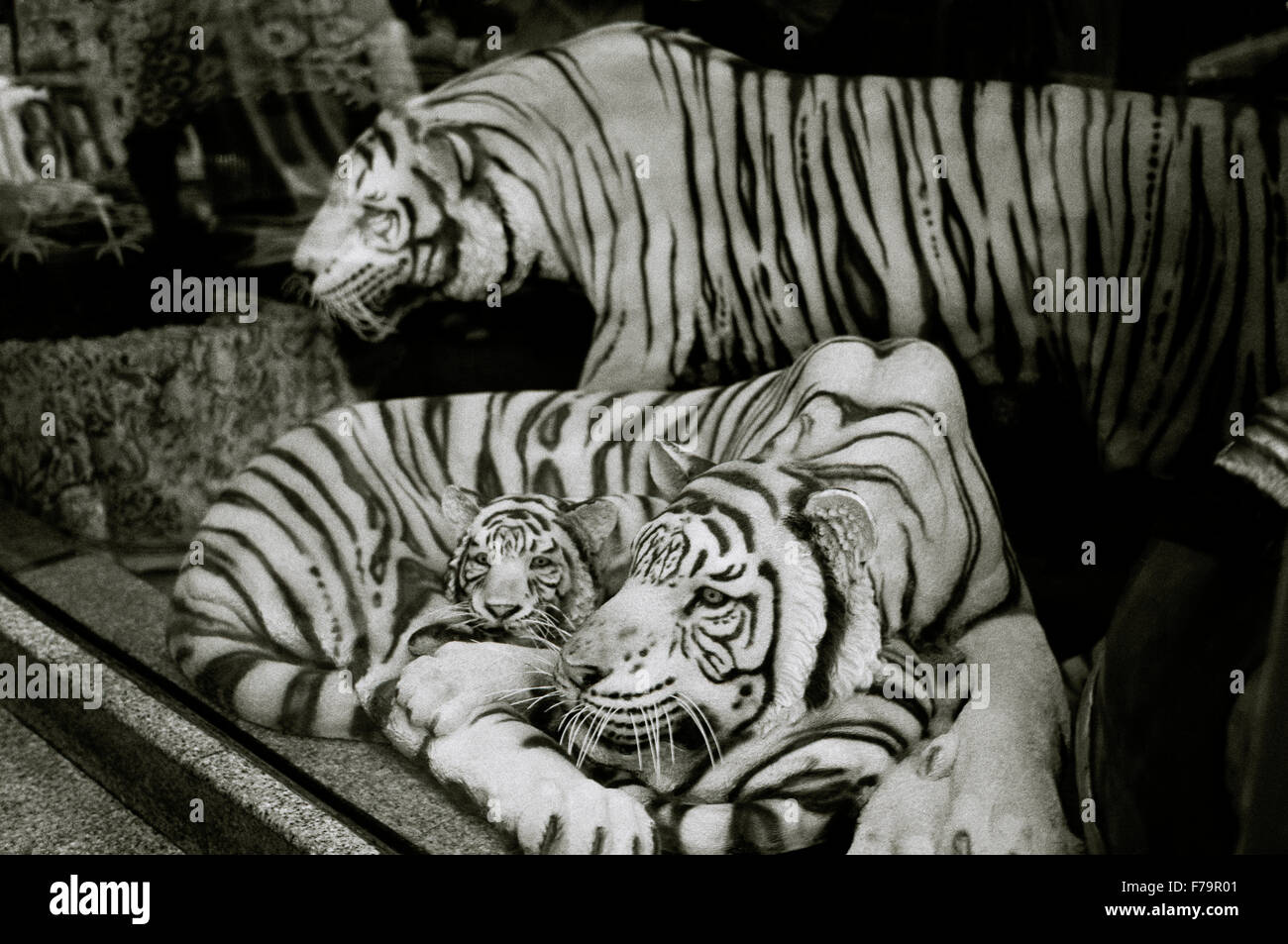 Le tigri in Bangkok Sukhumvit in Thailandia in estremo oriente Asia sudorientale. tiger wildlife natura mondo naturale travel Foto Stock