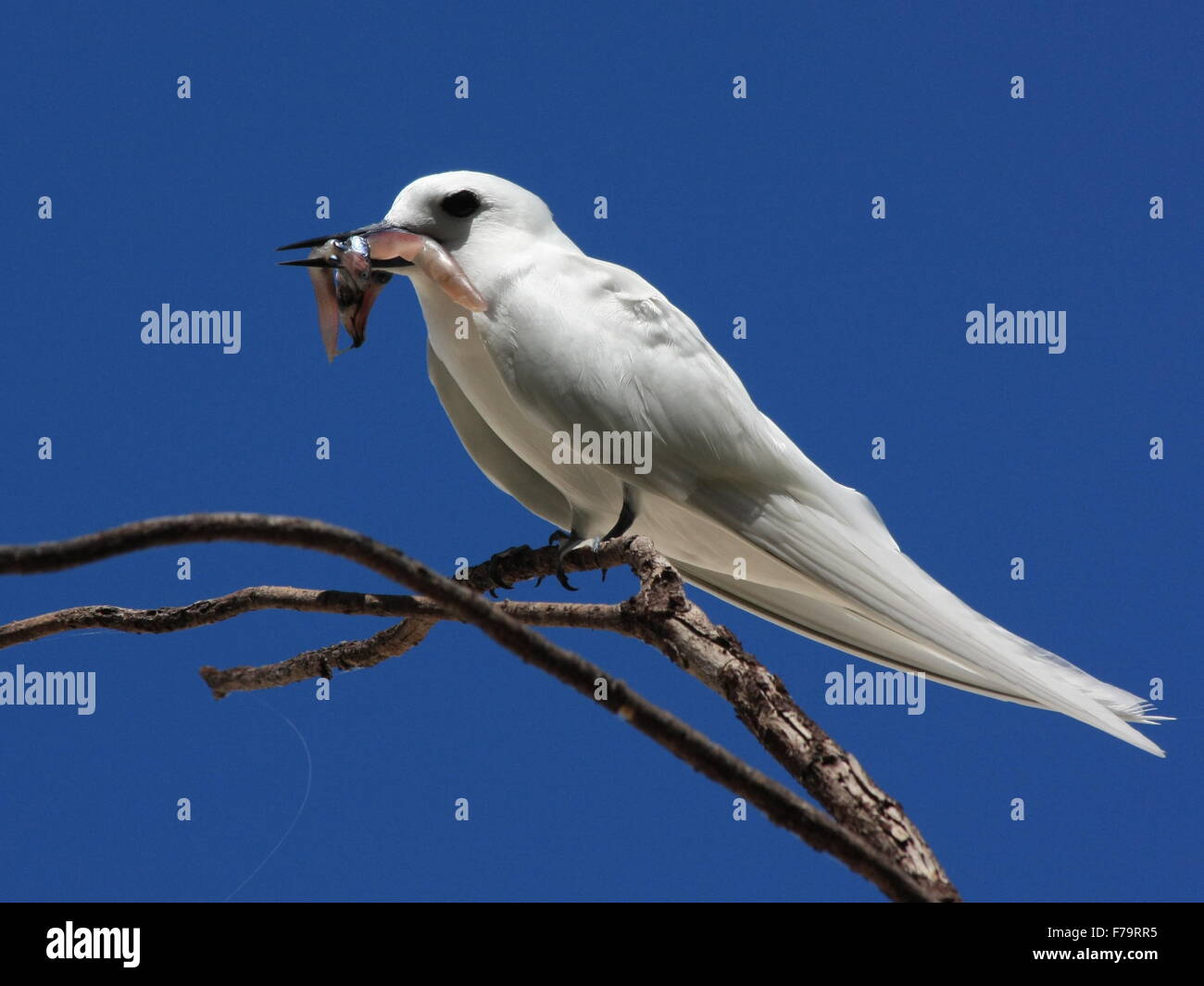 Uccello con una cattura. White tern, Angelo tern, noddy bianco, Gygis alba. Isola di Cousin, Seicelle Foto Stock