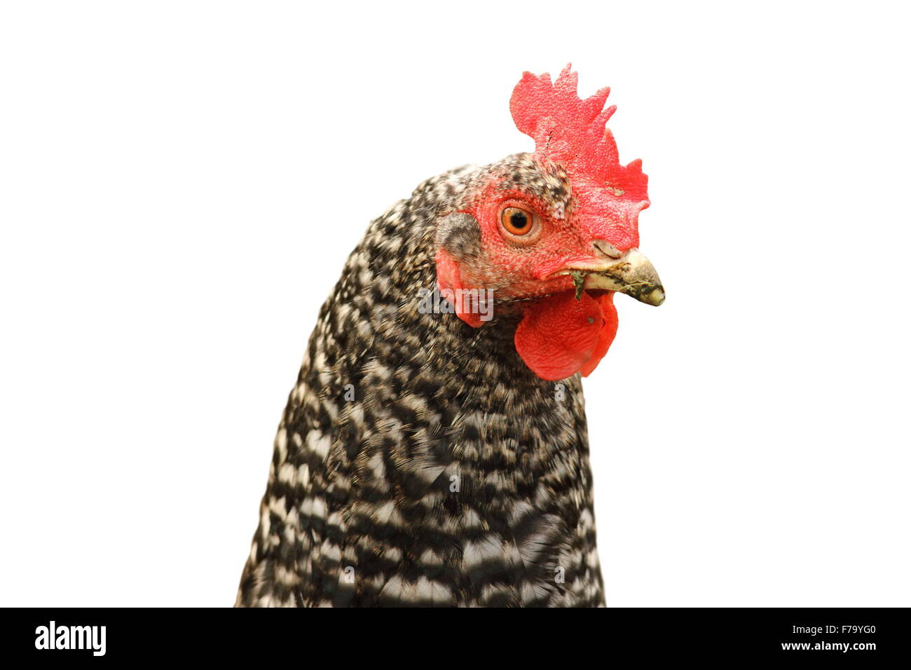 Chiazzato ritratto di gallina isolate su sfondo bianco Foto Stock