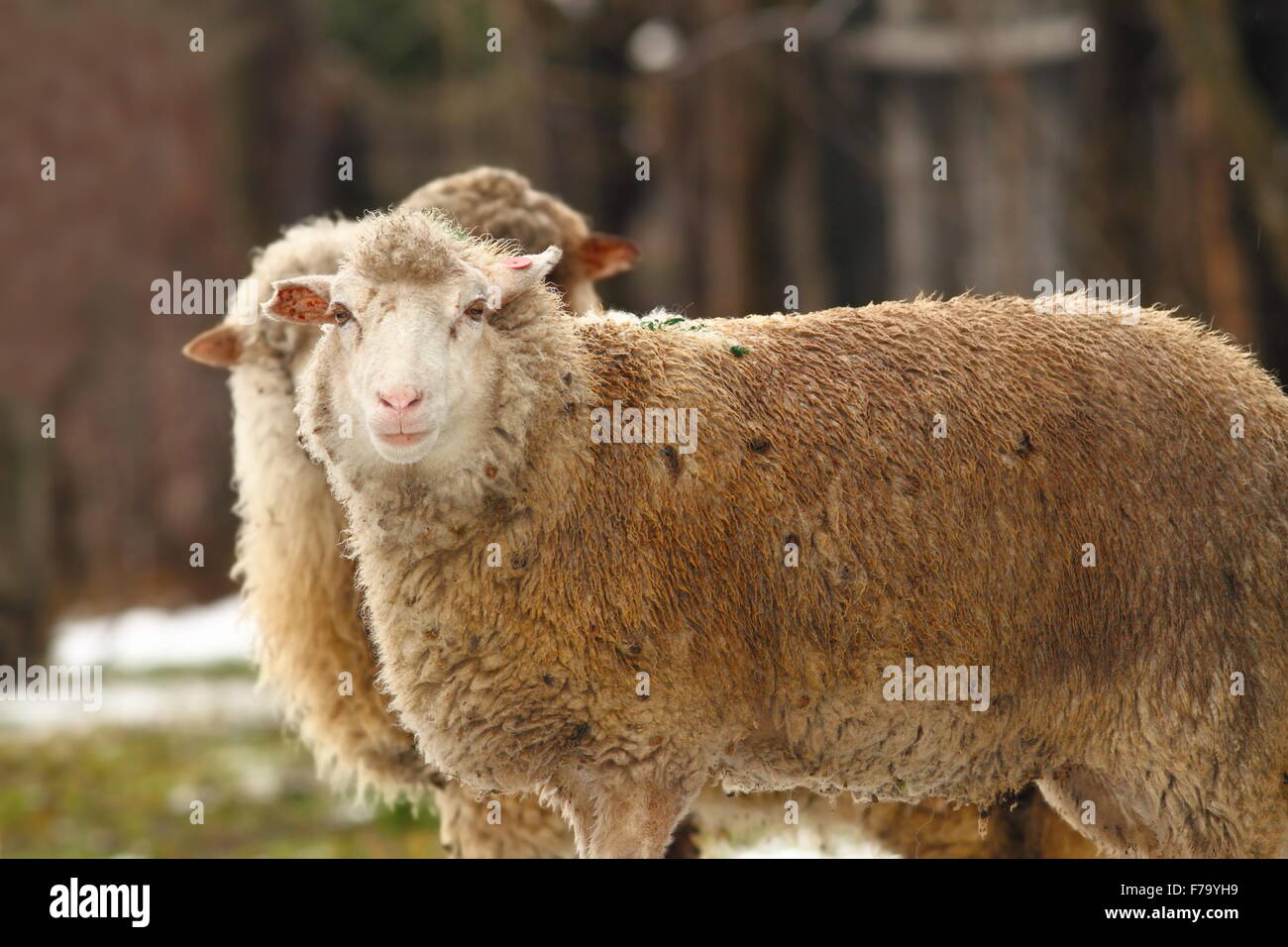 Pecore bianche vicino alla fattoria in una giornata invernale Foto Stock