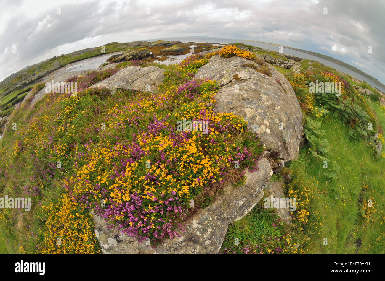 Fisheye Irlanda paesaggio campagna nel periodo estivo Foto Stock