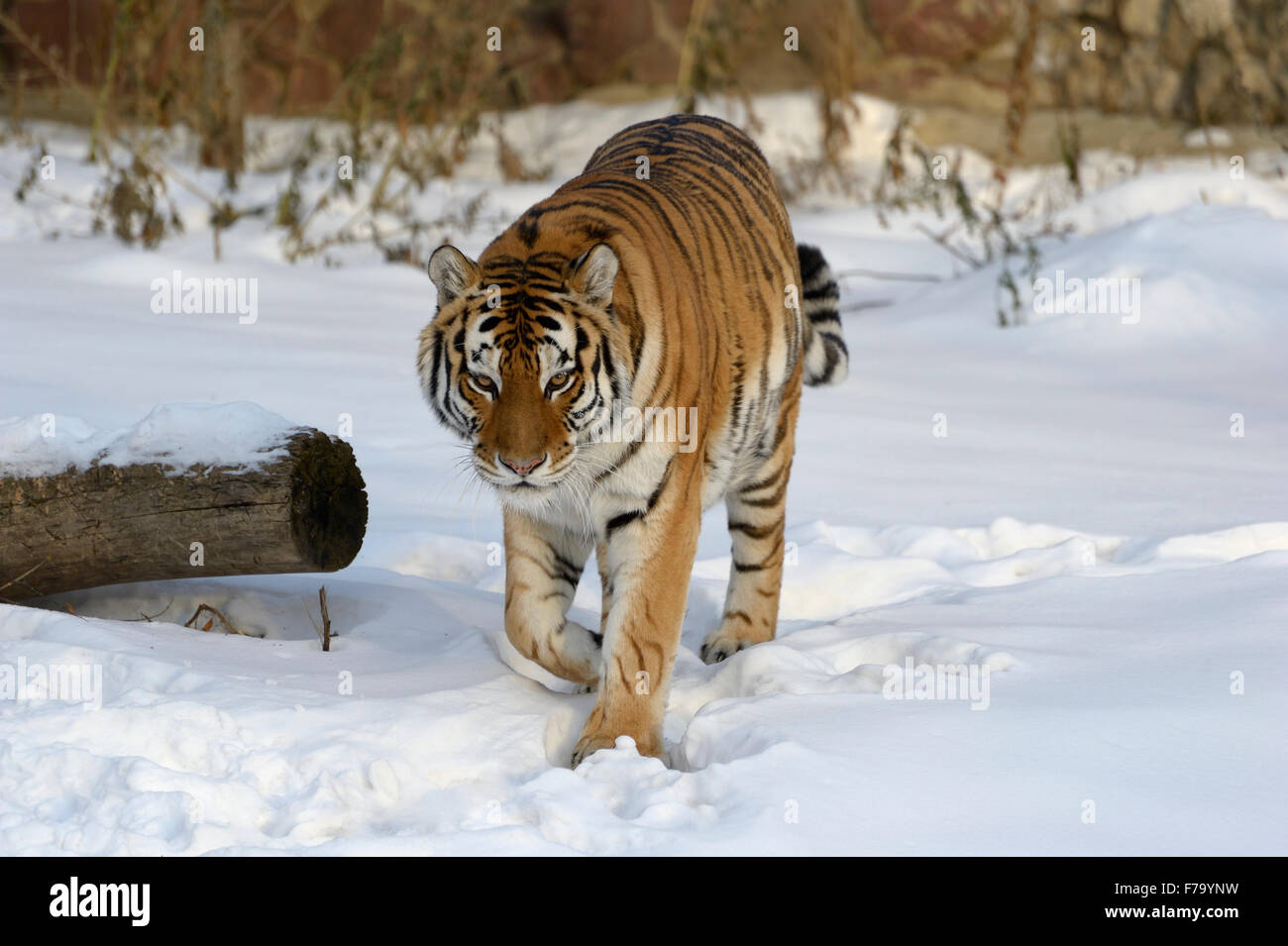 Siberian (Ussuri) tiger Foto Stock
