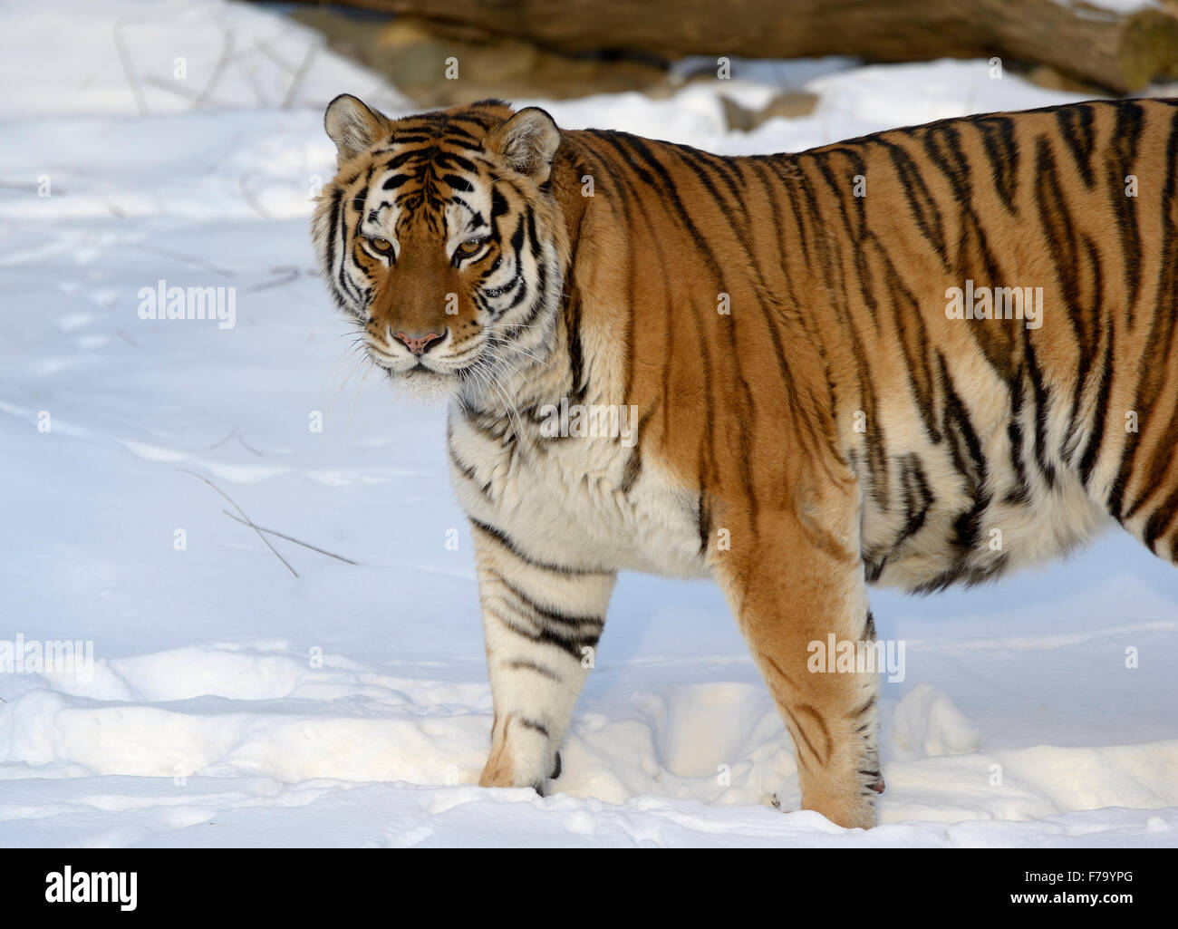 (Amur Ussuri) tiger Foto Stock