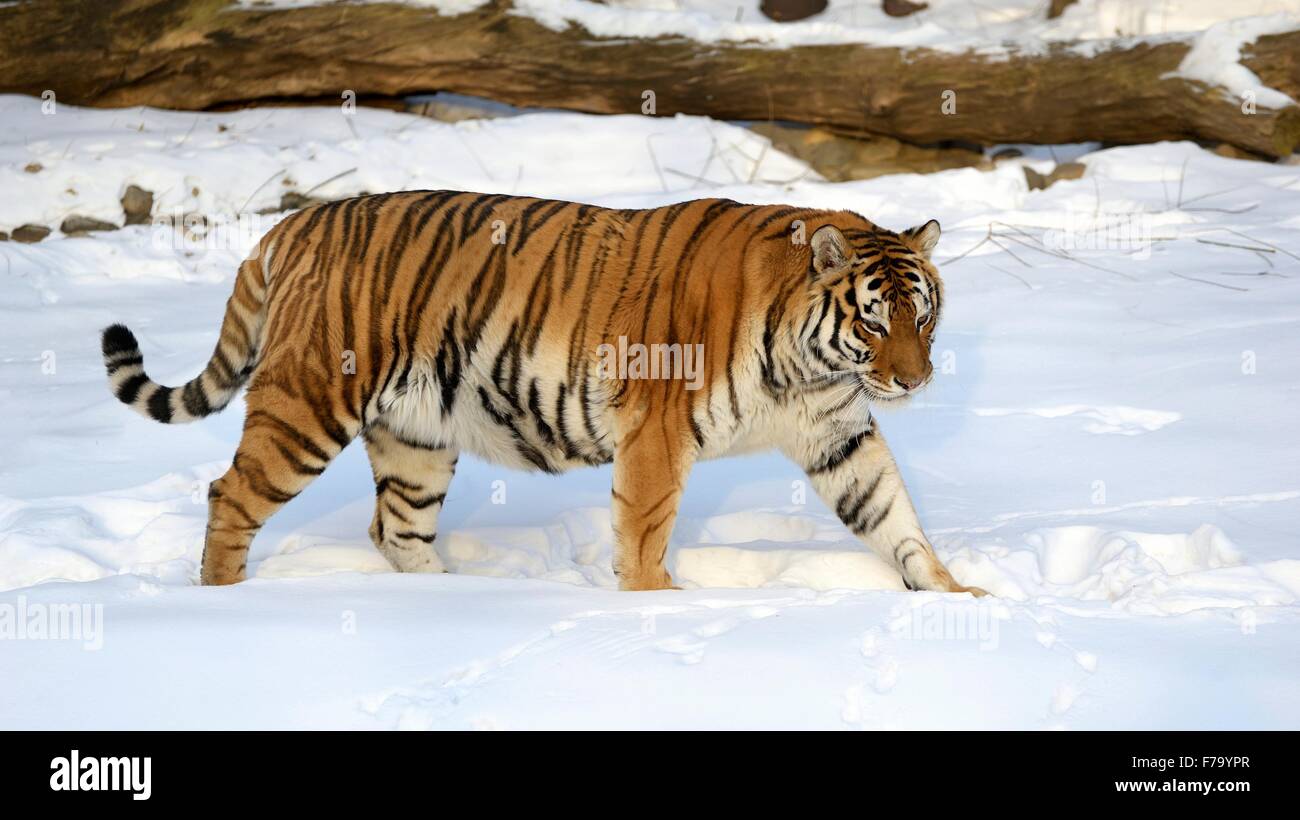 (Amur Ussuri) tiger va su neve trail Foto Stock