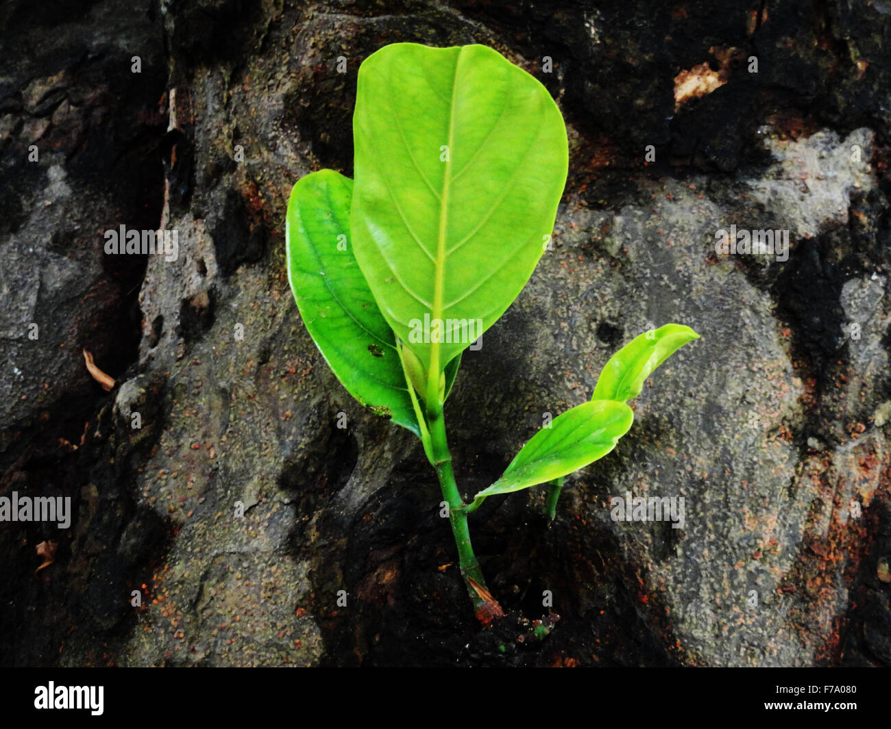 Primo piano di foglie sul ramo di albero Foto Stock