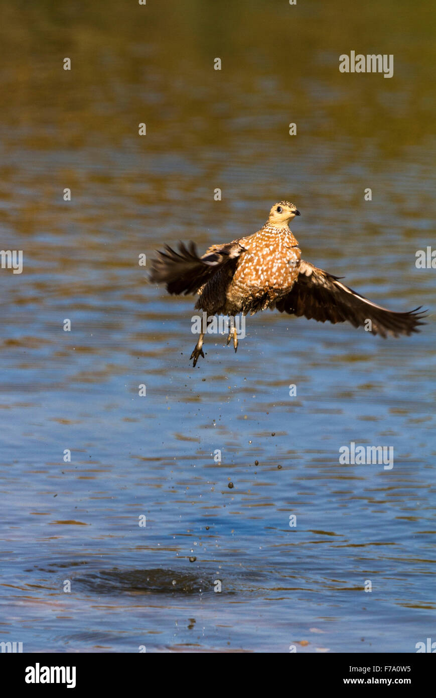 La Burchell sandgrouse (Pterocles burchelli) prendendo il largo da un fiume con una scia di goccioline di acqua Foto Stock
