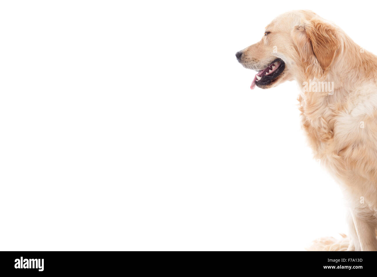 Happy dog fotografato in studio su sfondo bianco Foto Stock