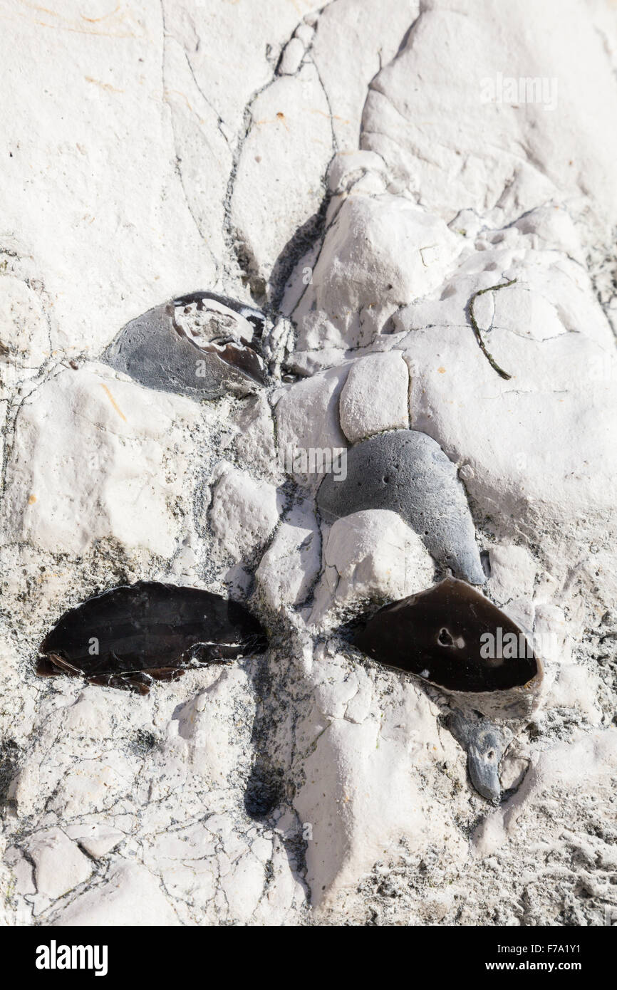 La selce sepolto in Chalk scogliere a Broadstairs, Kent, Regno Unito Foto Stock