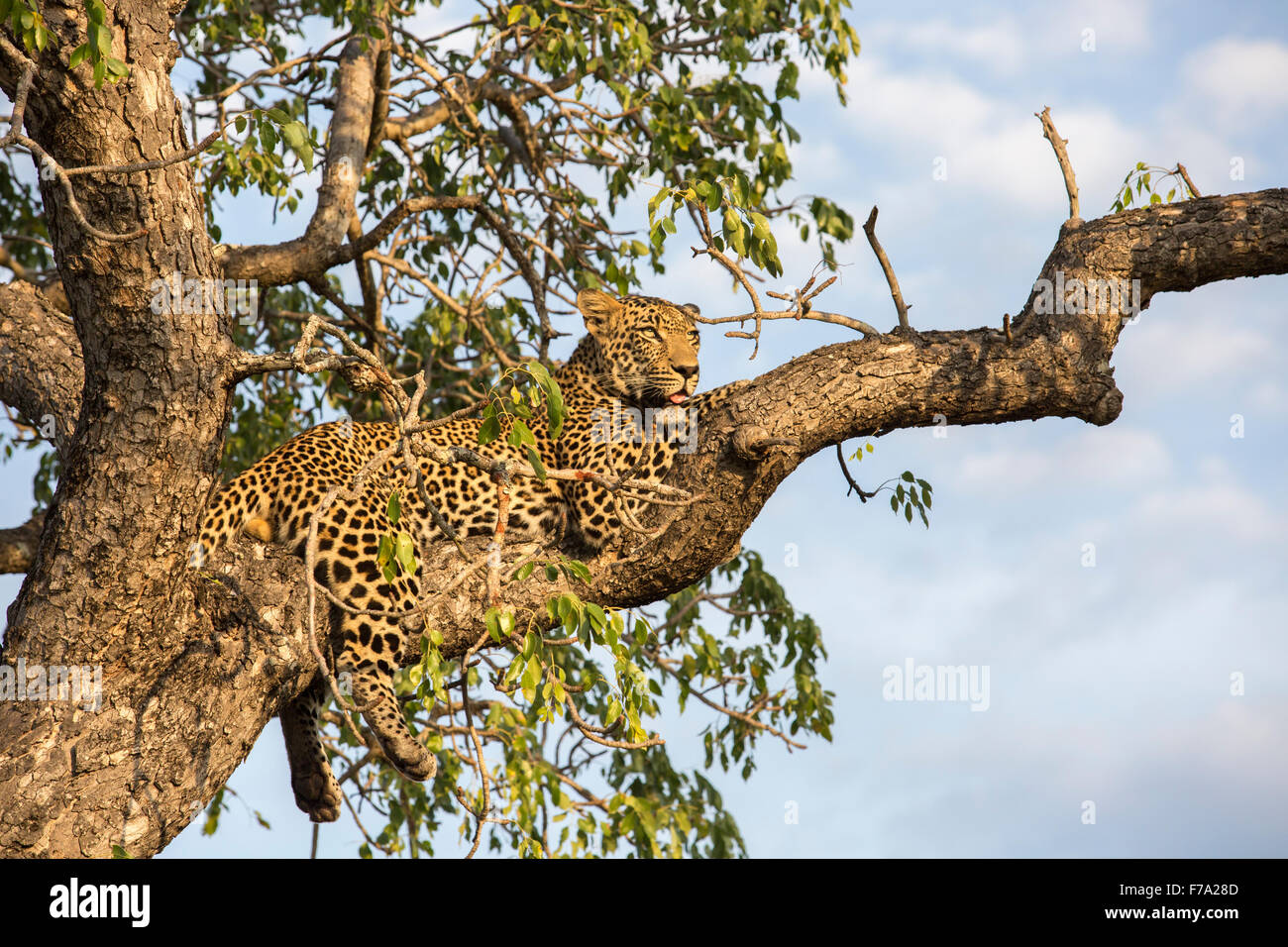 Leopard in appoggio su di un ramo Foto Stock