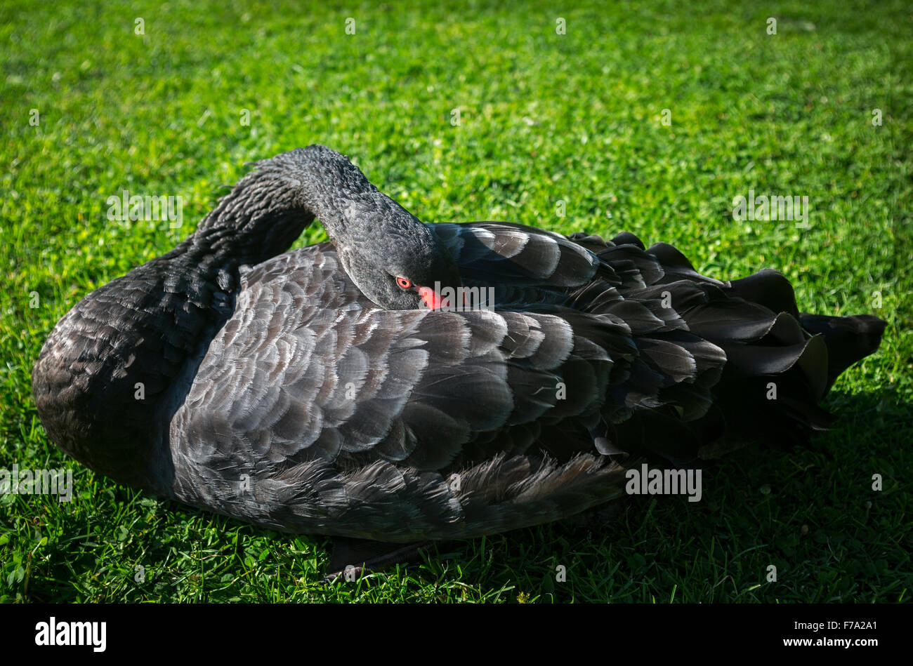 Un Black Swan (Cygnus atratus) a riposo. Cygne noir (Cygnus atratus) au repos. Foto Stock