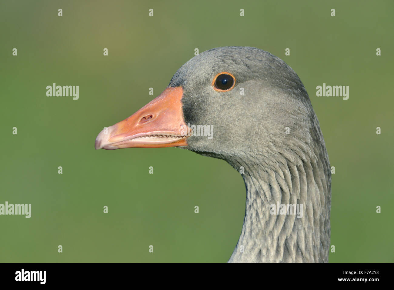 Oca Graylag - Anser anser Foto Stock