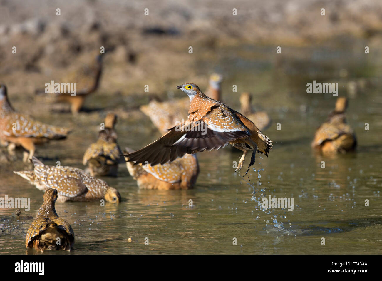 La Burchell sandgrouse (Pterocles burchelli) prendendo il largo da un waterhole con altri di bere Foto Stock