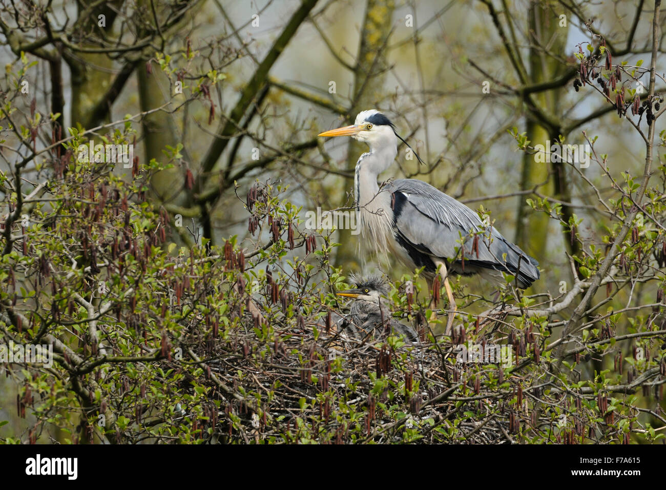 Adulto Airone Cinerino / Graureiher ( Ardea cinerea ) sorge sul bordo di un nido, di proteggere i suoi pulcini. Foto Stock