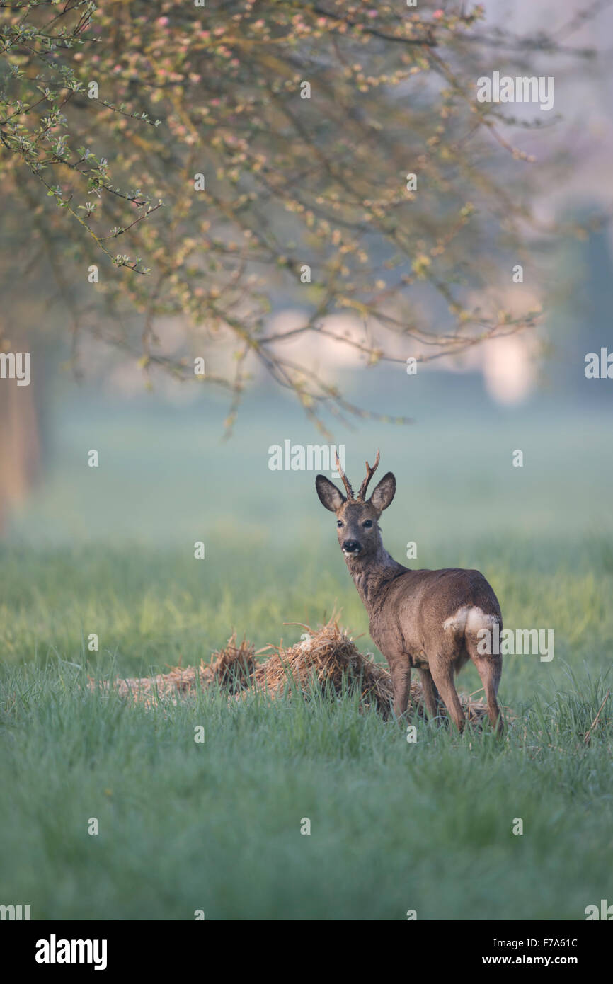 Il capriolo (Capreolus capreolus ) sorge in un frutteto vicino a insediamento urbano, su un vago mattina di sole, di fronte a un pagliaio Foto Stock