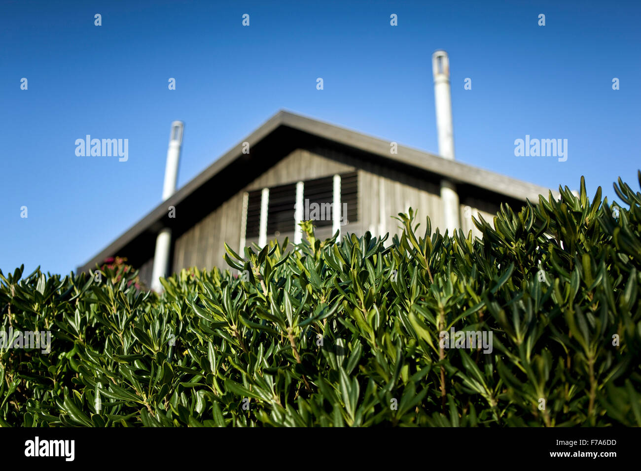 Impianto di hedge nel giardino di una casa in legno Foto Stock