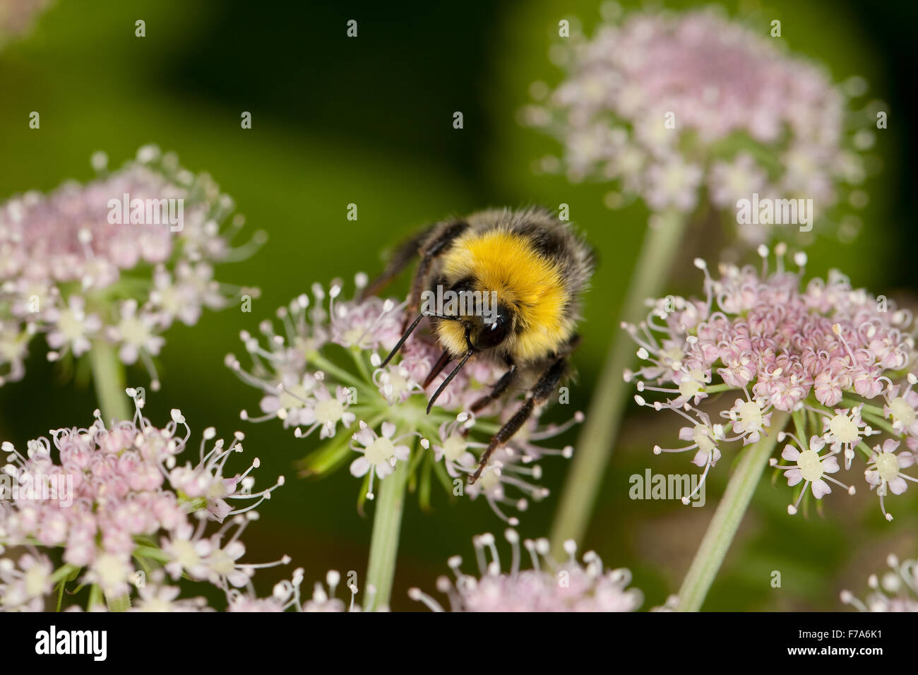 White-tailed Bumble Bee, Bumblebee, Helle Erdhummel, Weißschwanz-Erdhummel, Hellgelbe Erdhummel, Bombus lucorum, Blütenbesuch Foto Stock