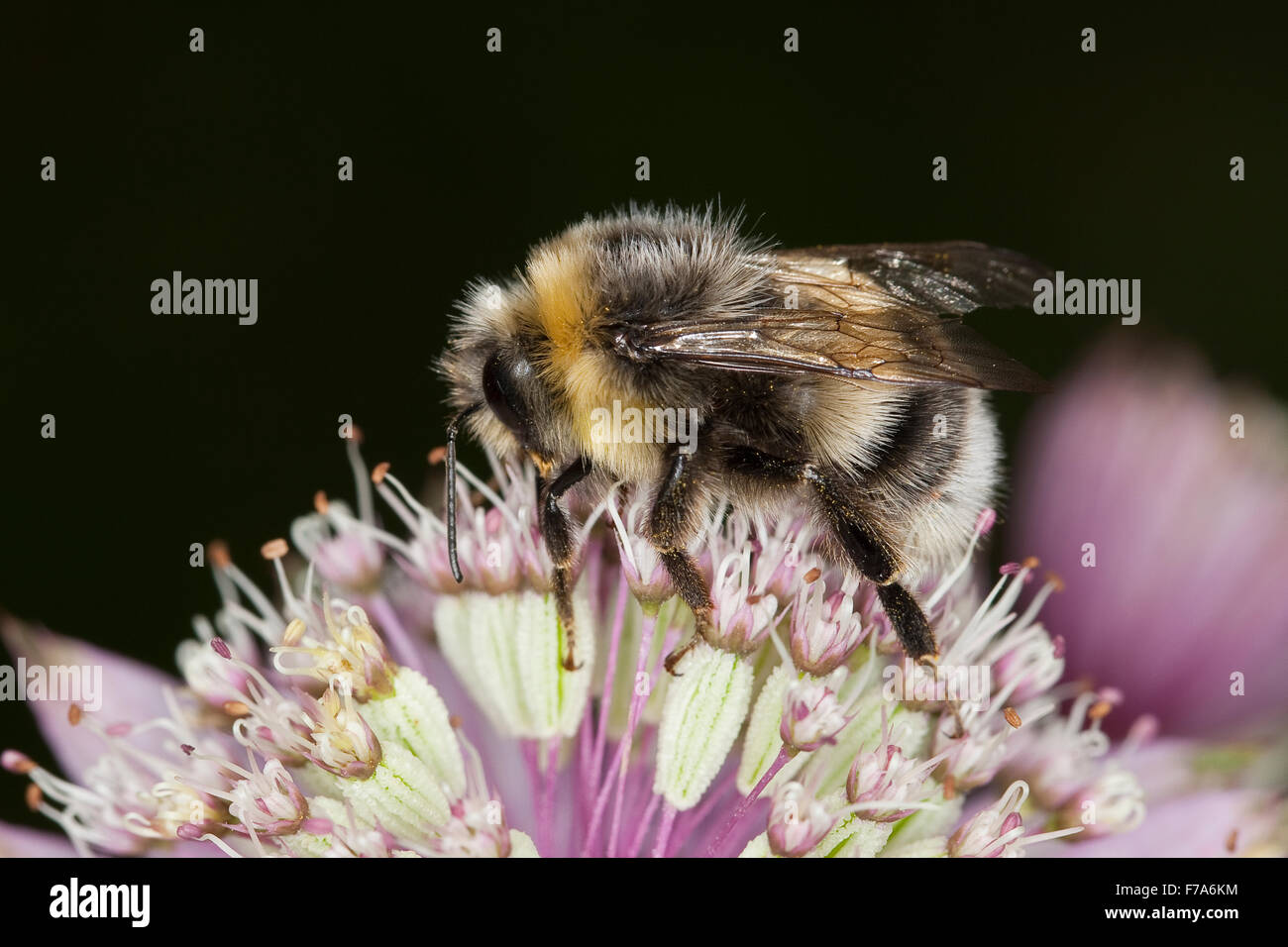 White-tailed Bumble Bee, Bumblebee, Helle Erdhummel, Weißschwanz-Erdhummel, Hellgelbe Erdhummel, Bombus lucorum, Blütenbesuch Foto Stock