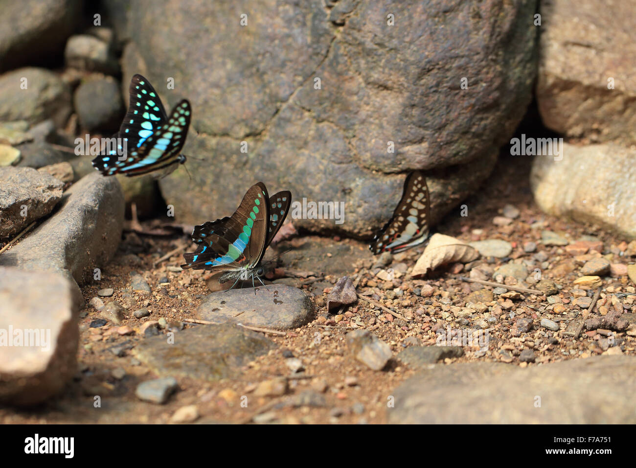 Bluebottle comune (Graphium sarpedone) Foto Stock