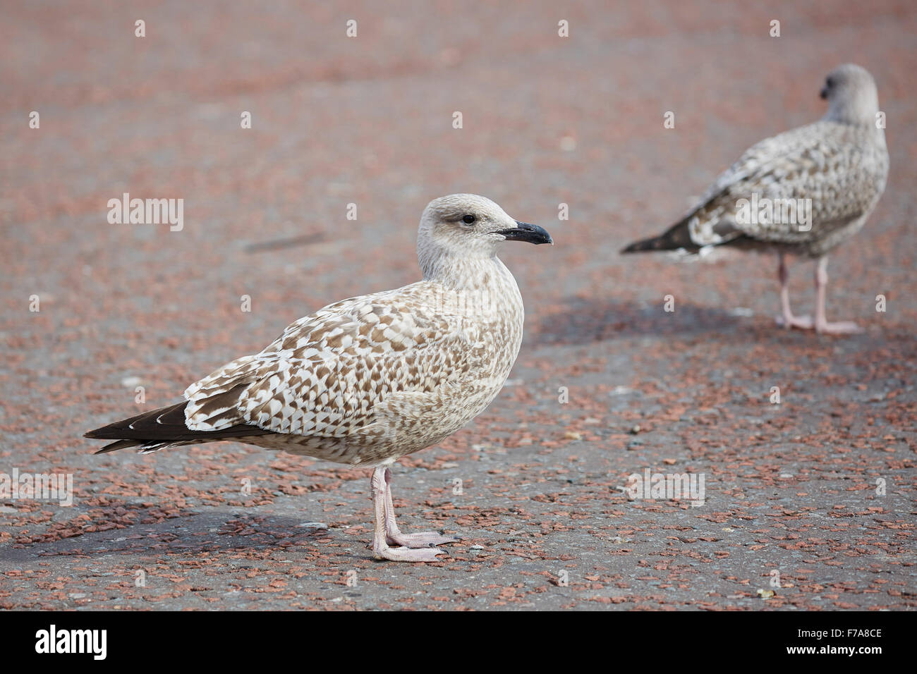 Giovani aringhe gabbiano nella prima stagione del piumaggio su un terreno duro. Foto Stock